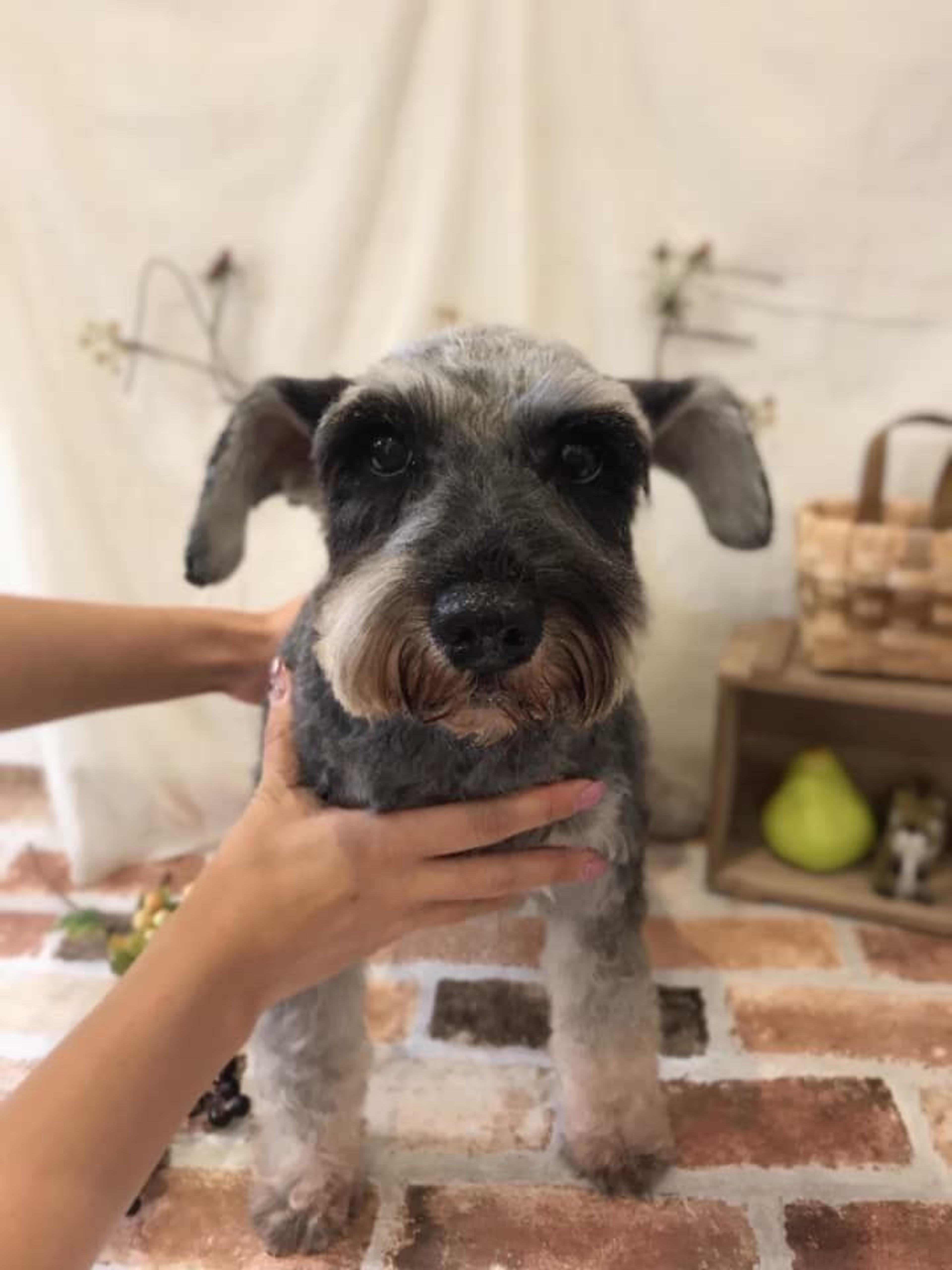 pet-image-4