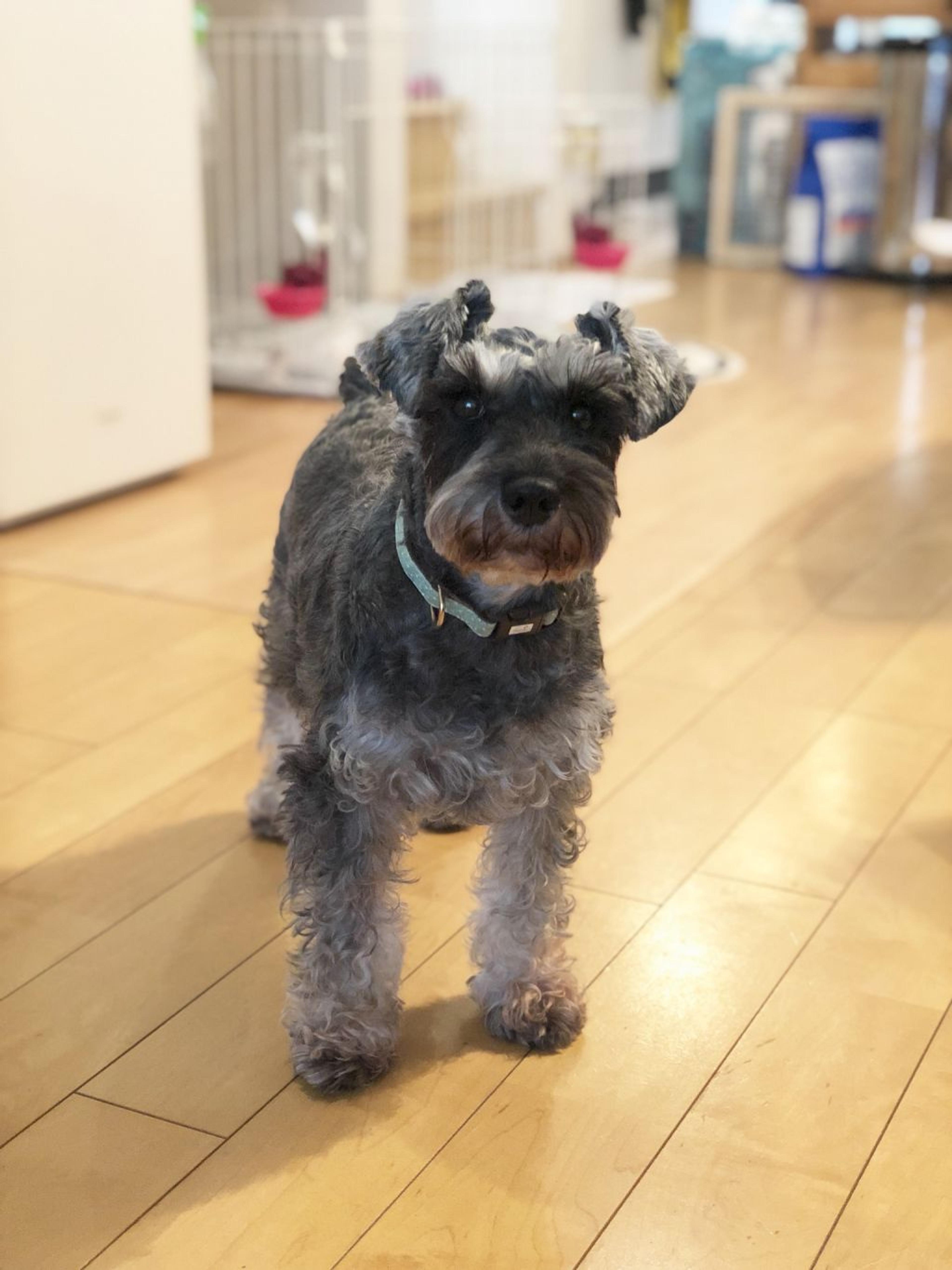 pet-image-2