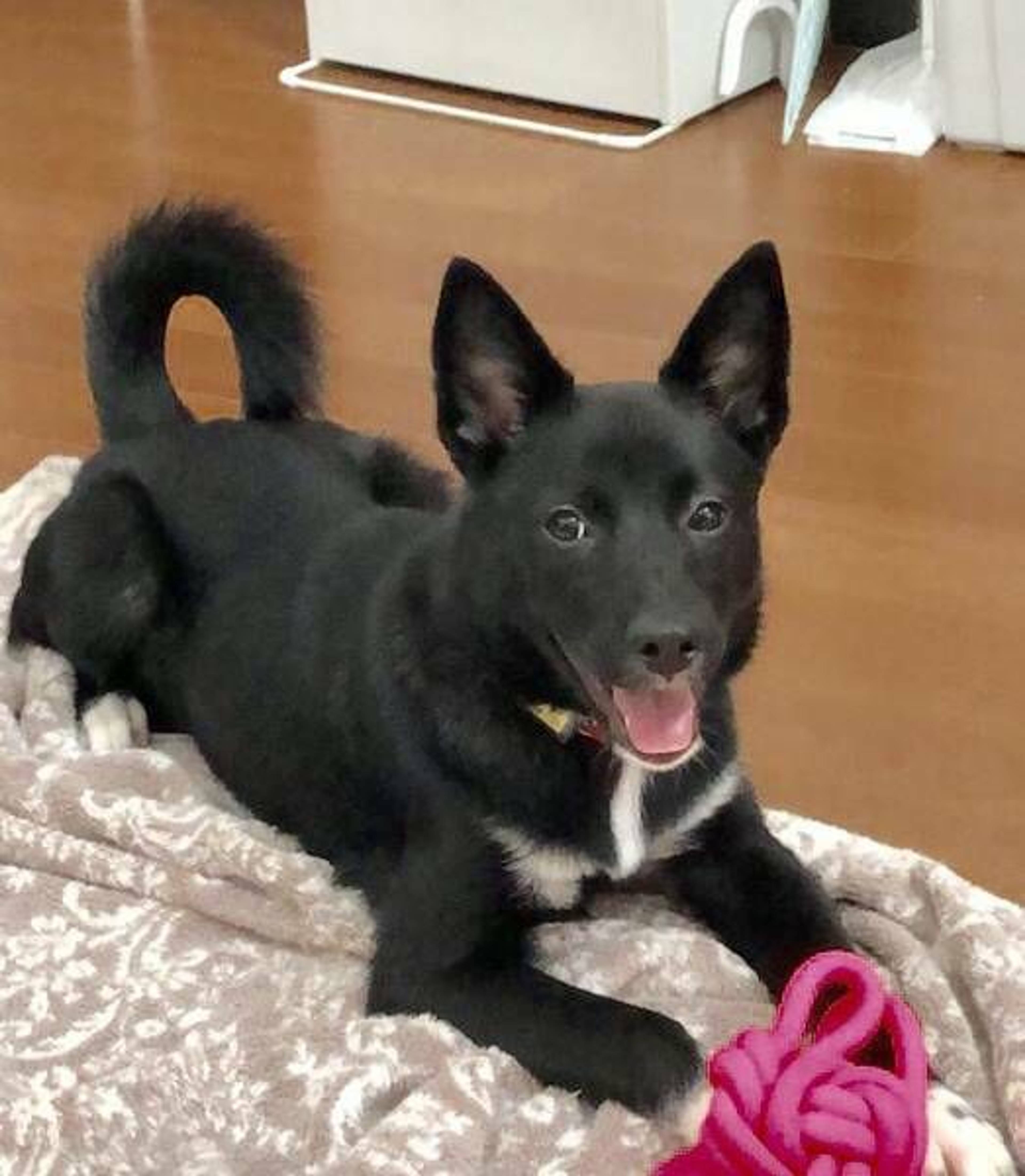雑種（ミックス犬）・メスの里親募集の写真
