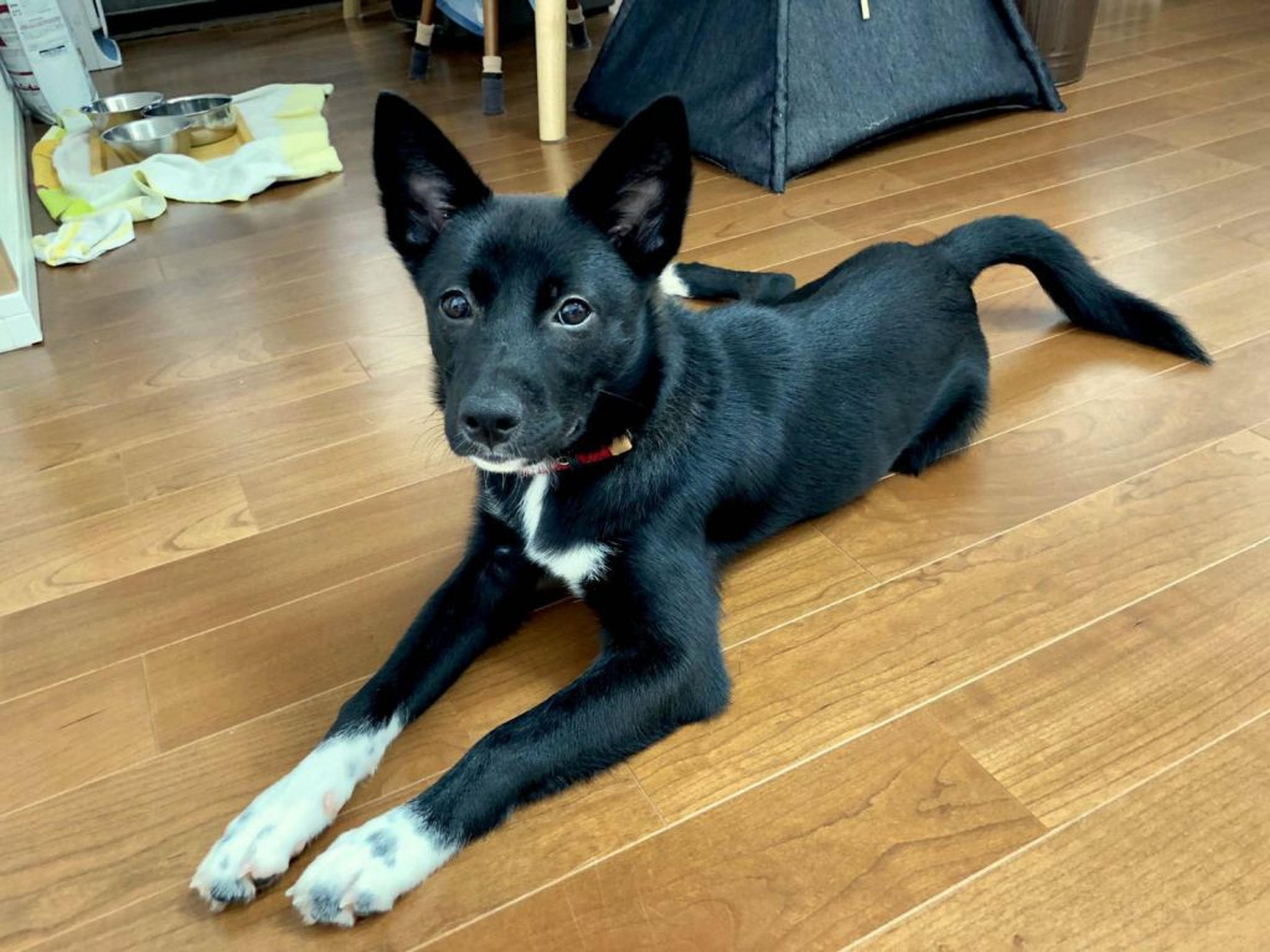 pet-image-2