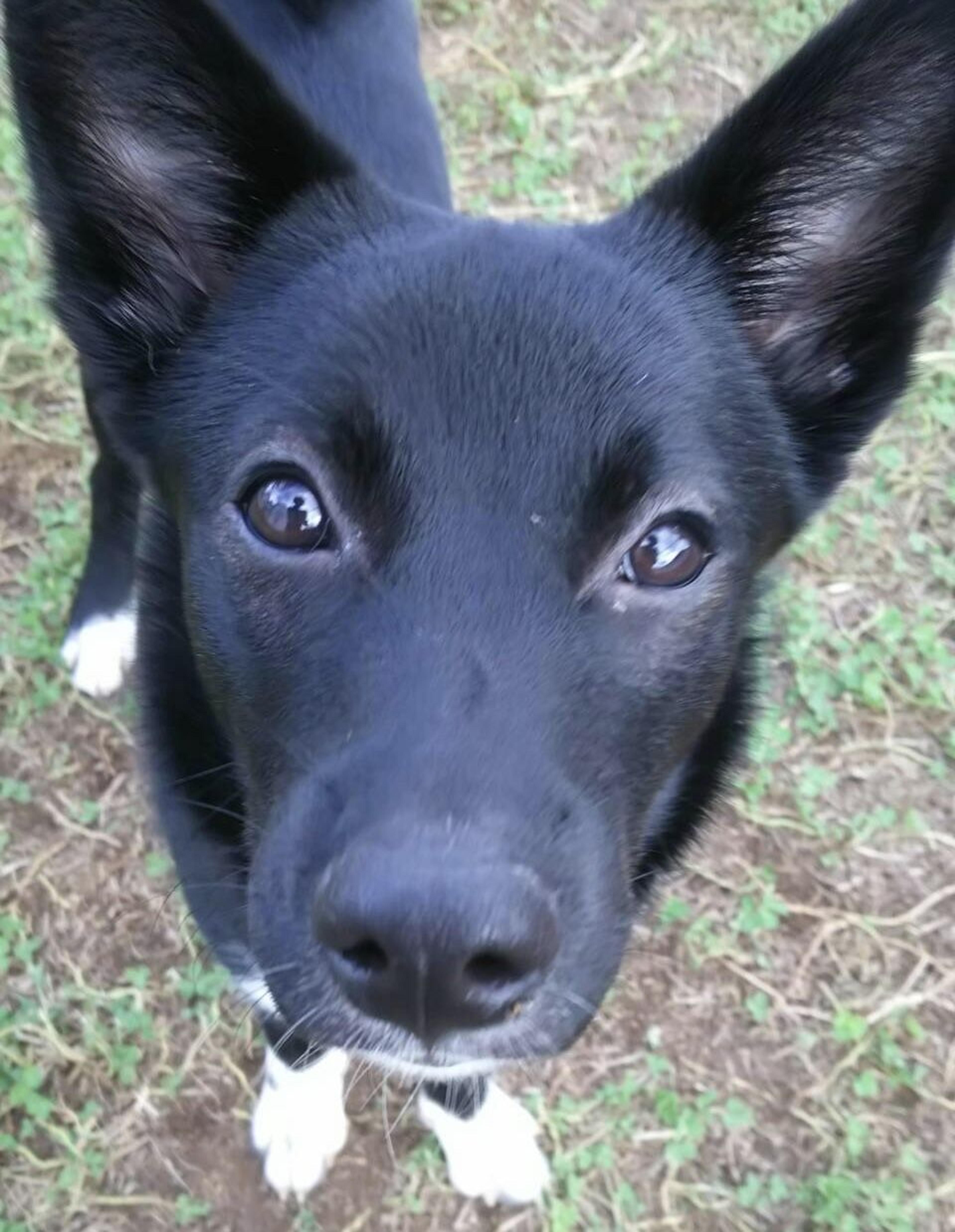 pet-image-3