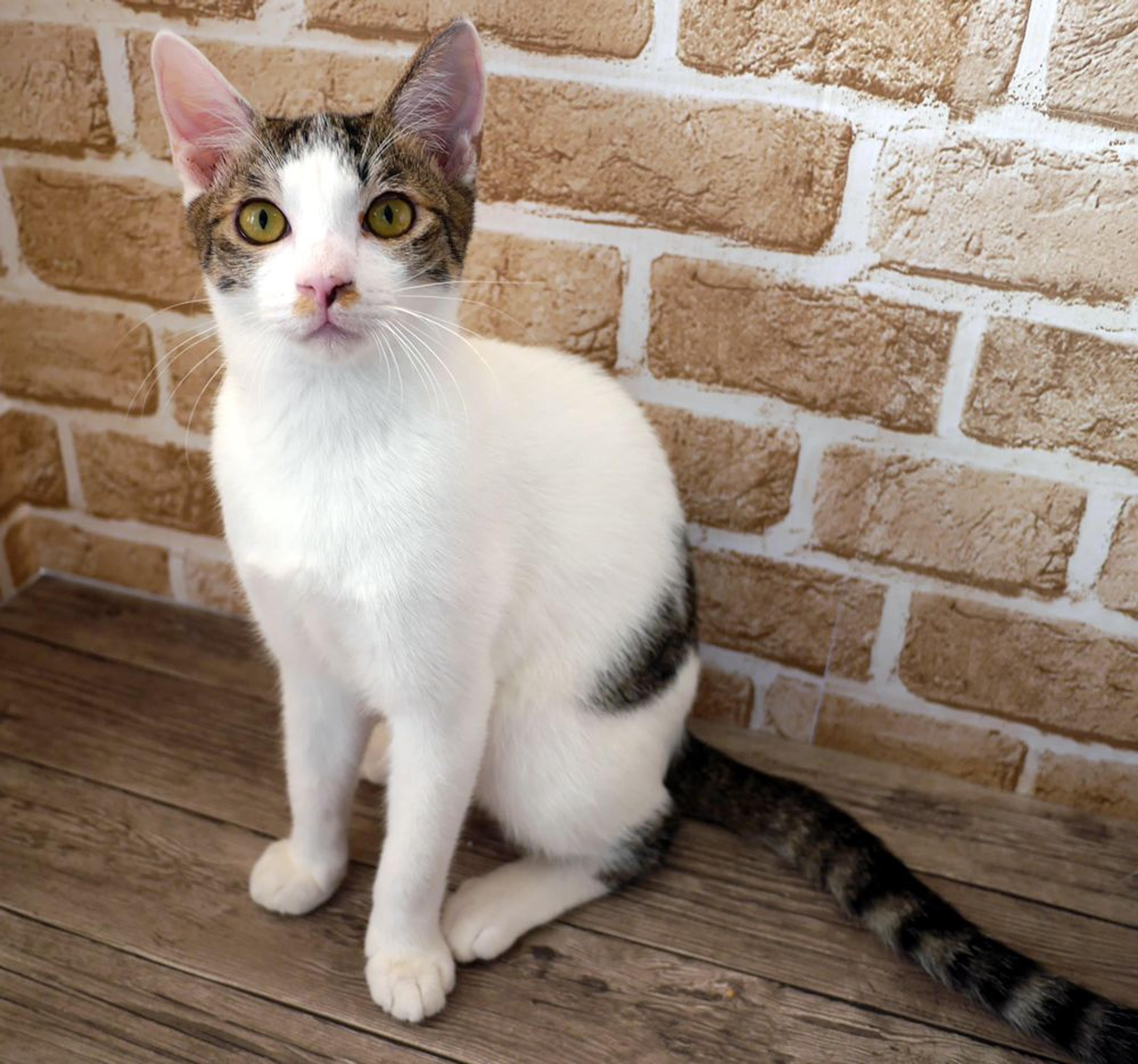 pet-image-3