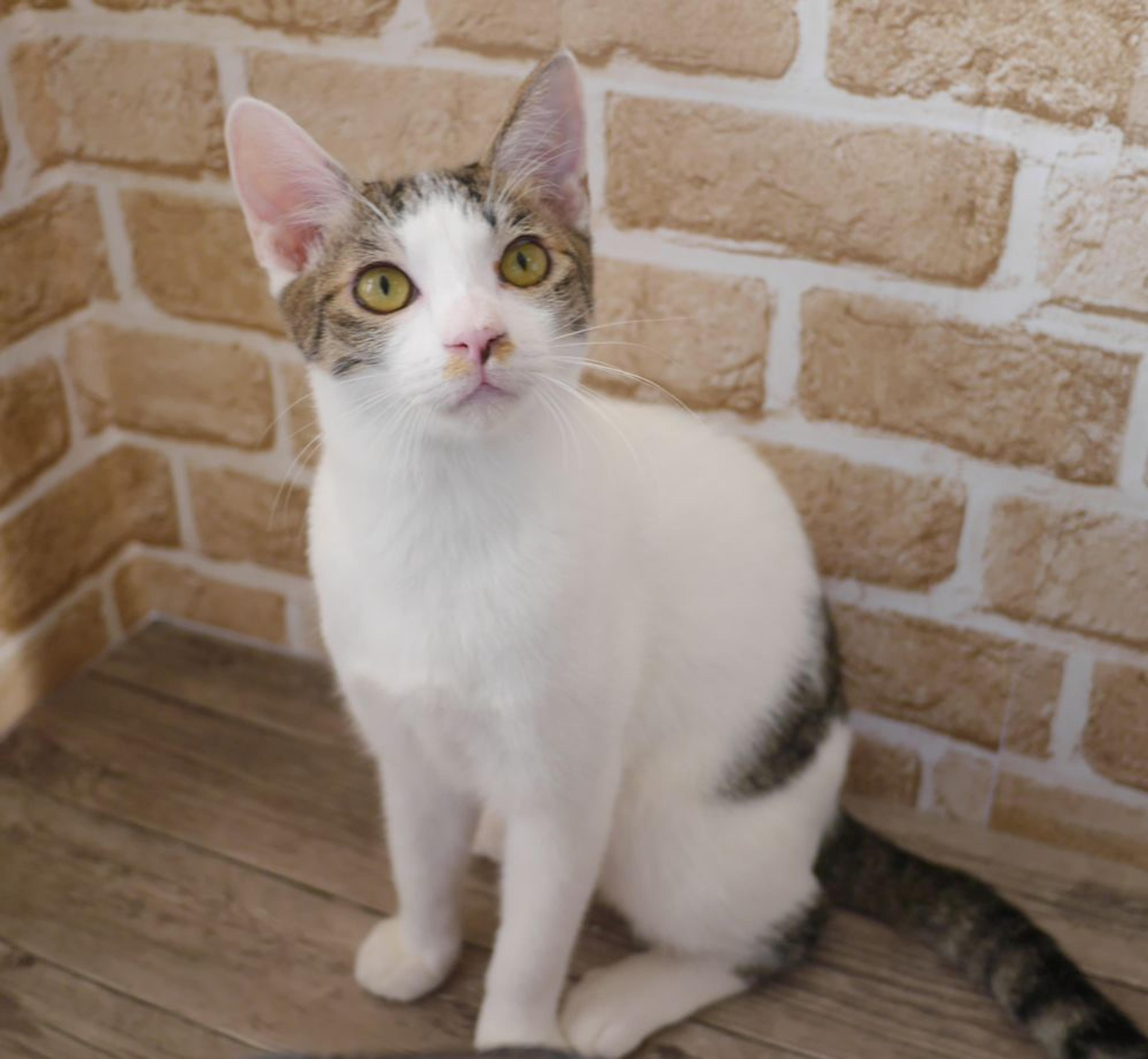 pet-image-4