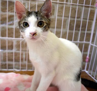 雑種（ミックス猫）・オスの里親募集の写真