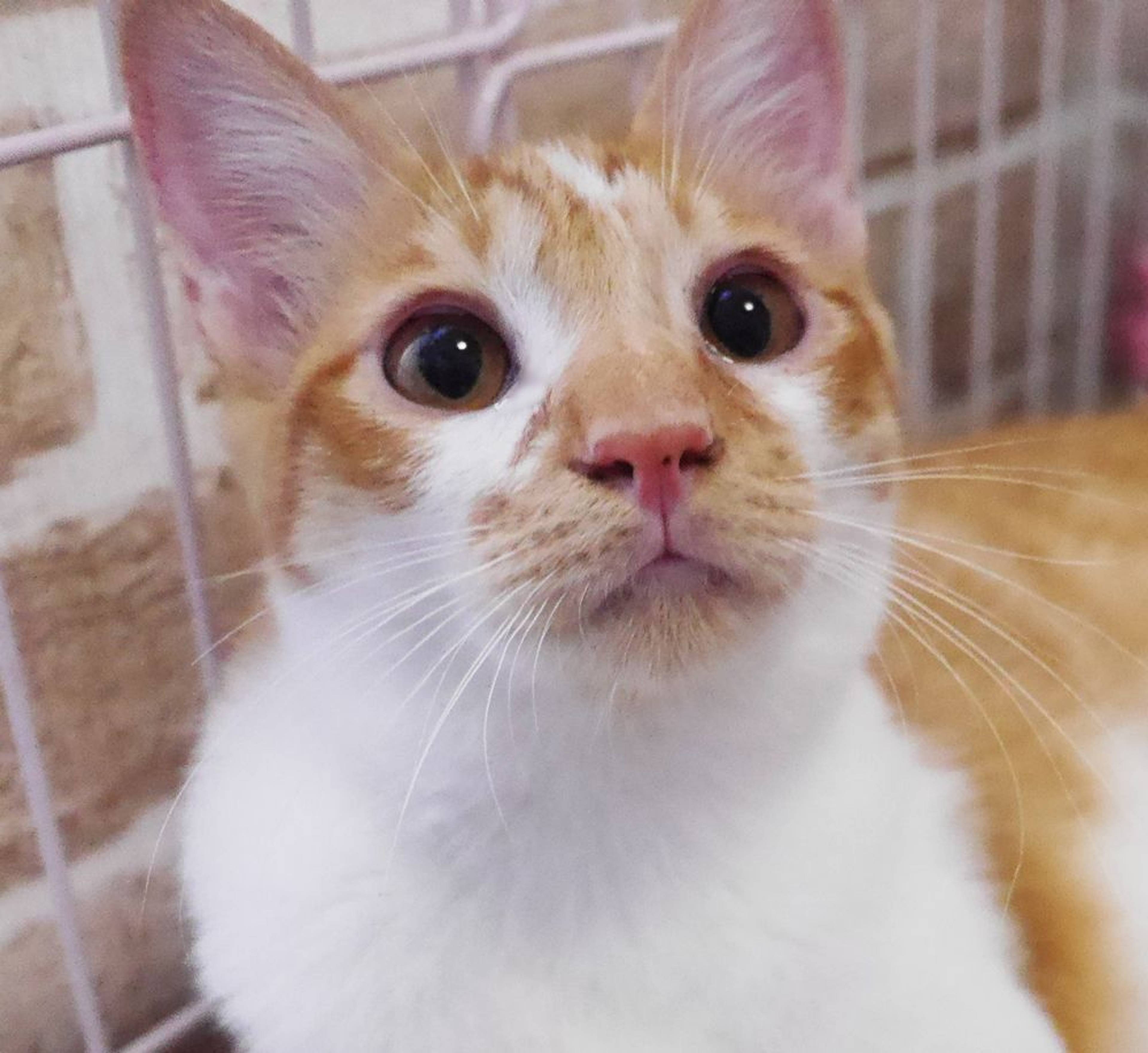 雑種（ミックス猫）・オスの里親募集の写真