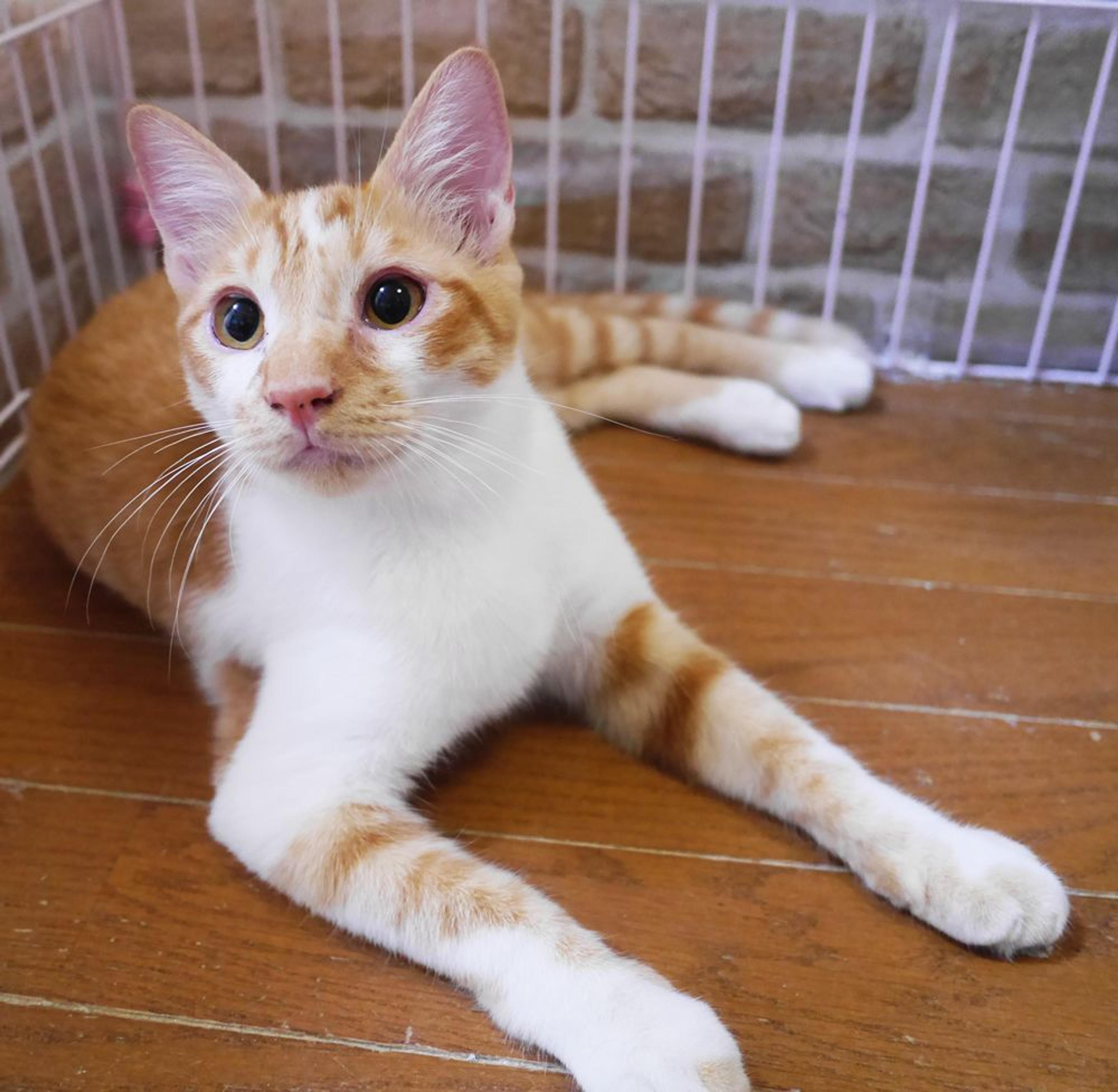 pet-image-2