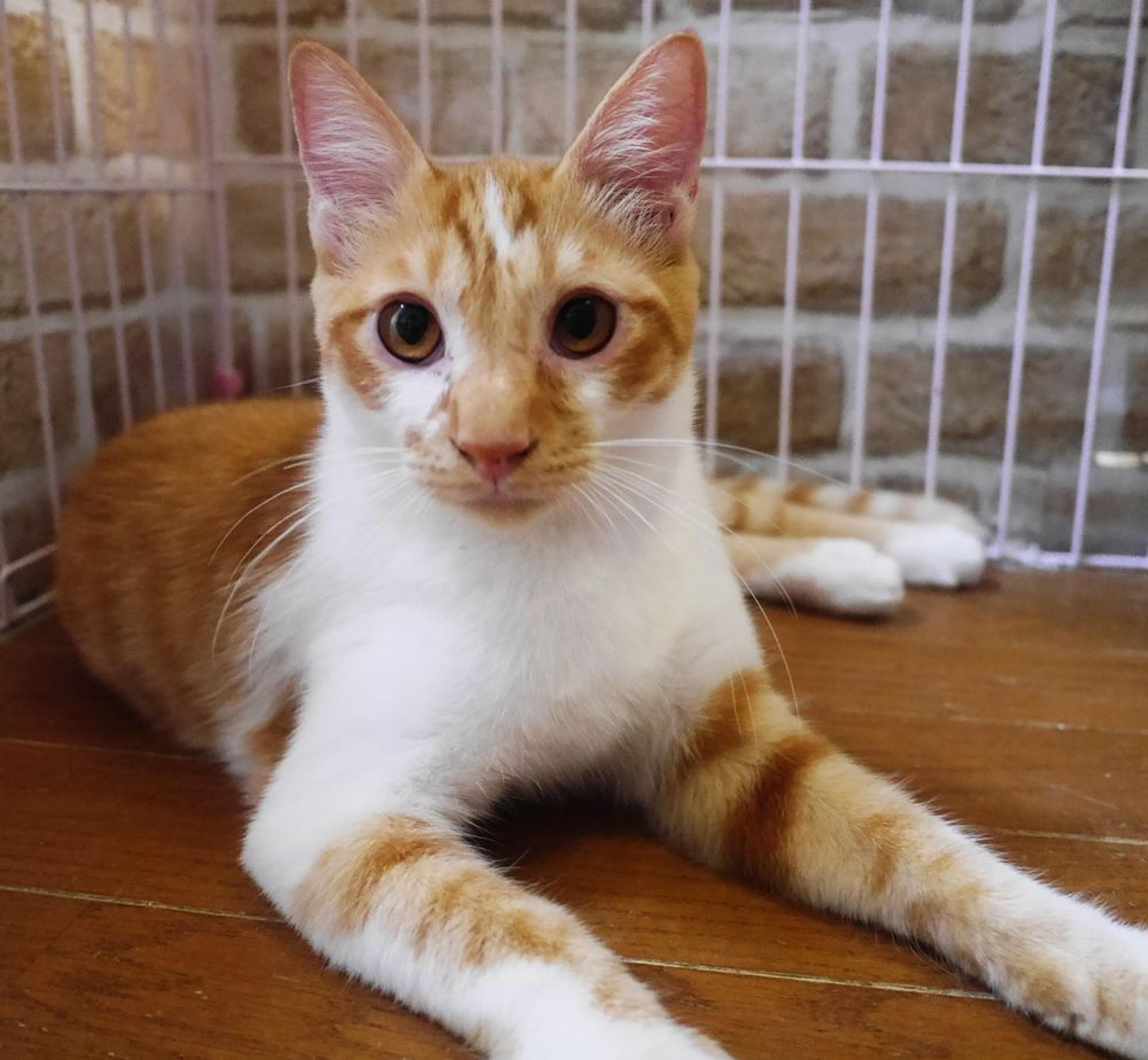 pet-image-3