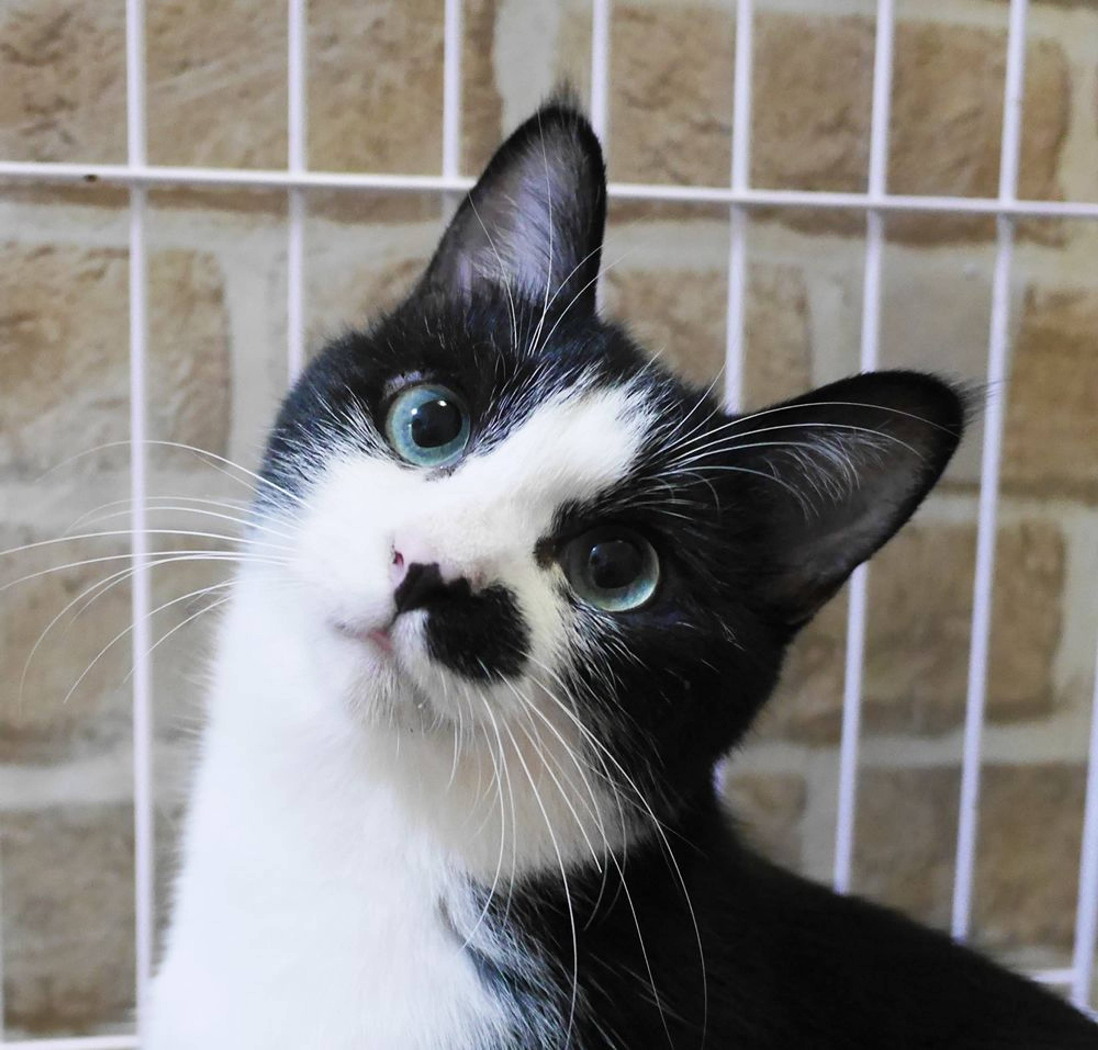 雑種（ミックス猫）・メスの里親募集の写真