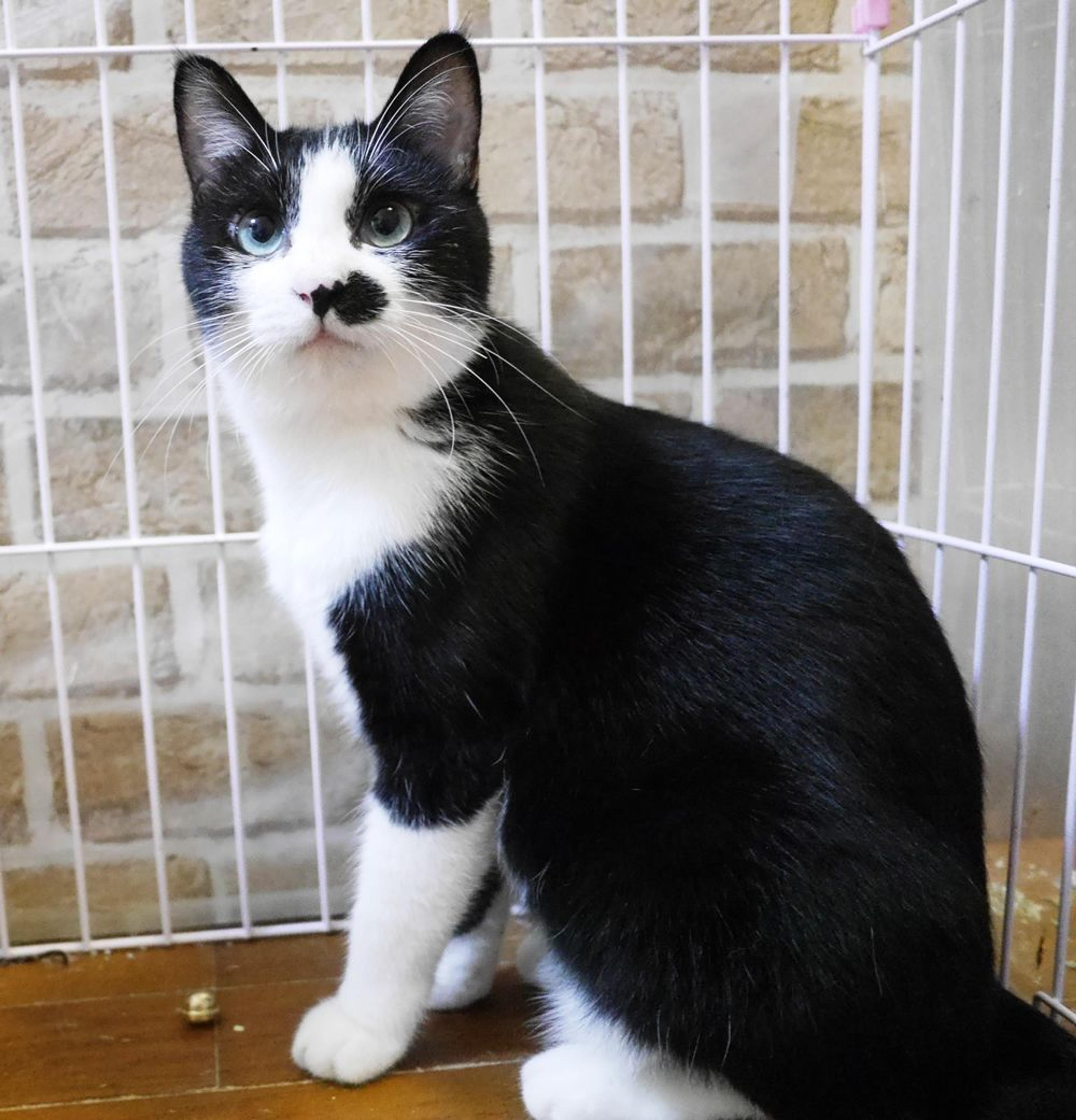 pet-image-2
