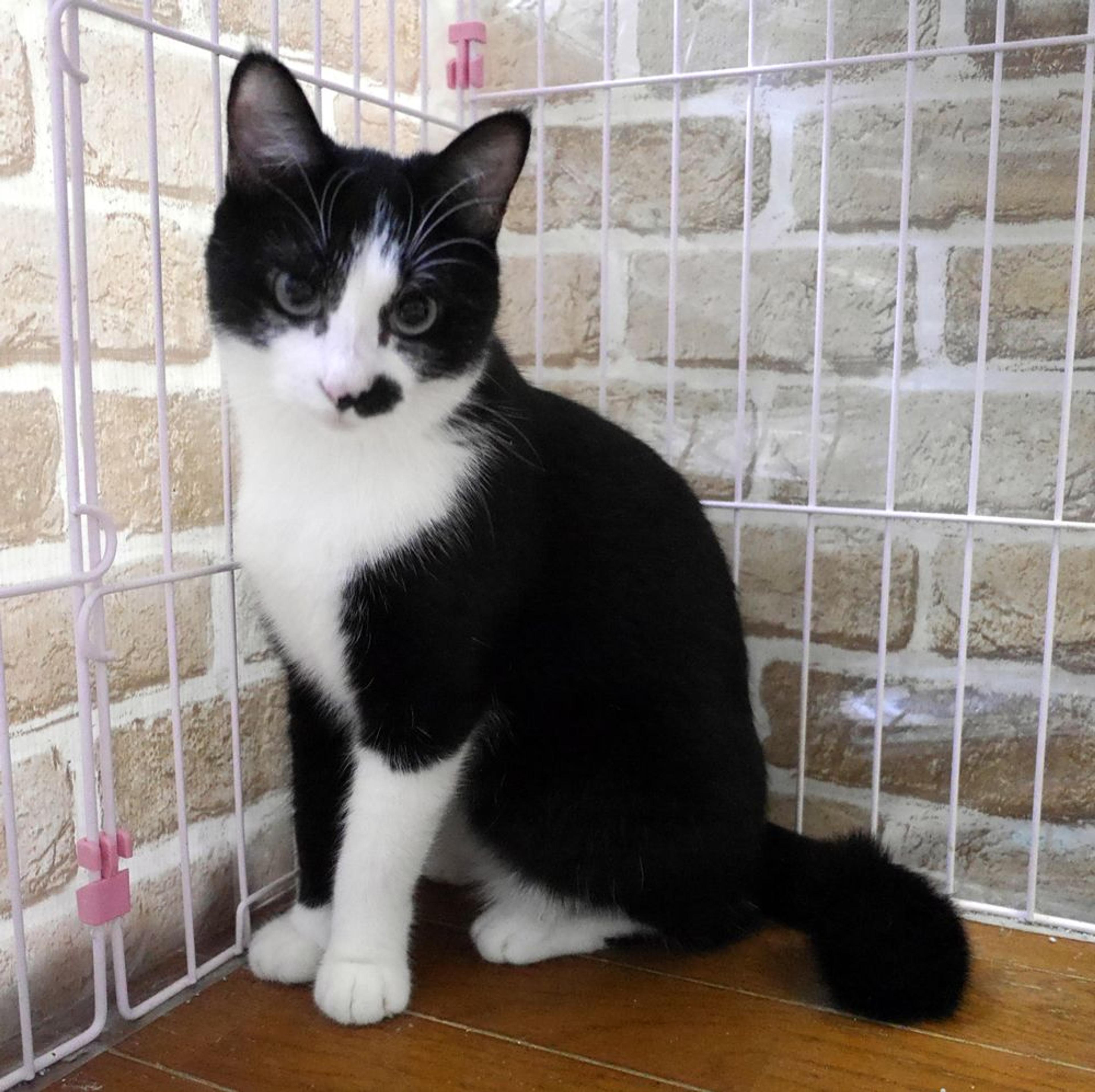 pet-image-3
