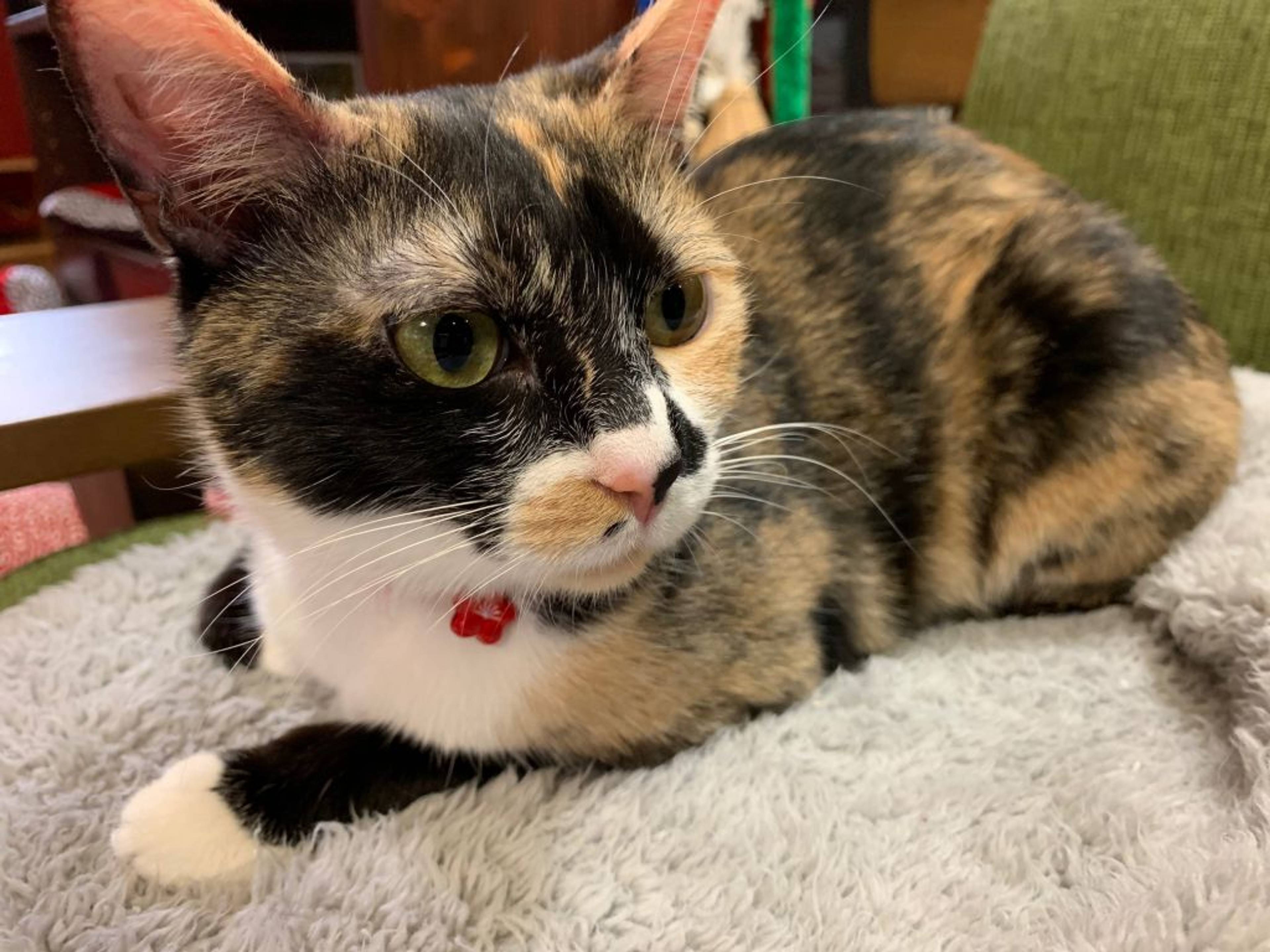 雑種（ミックス猫）・メスの里親募集の写真