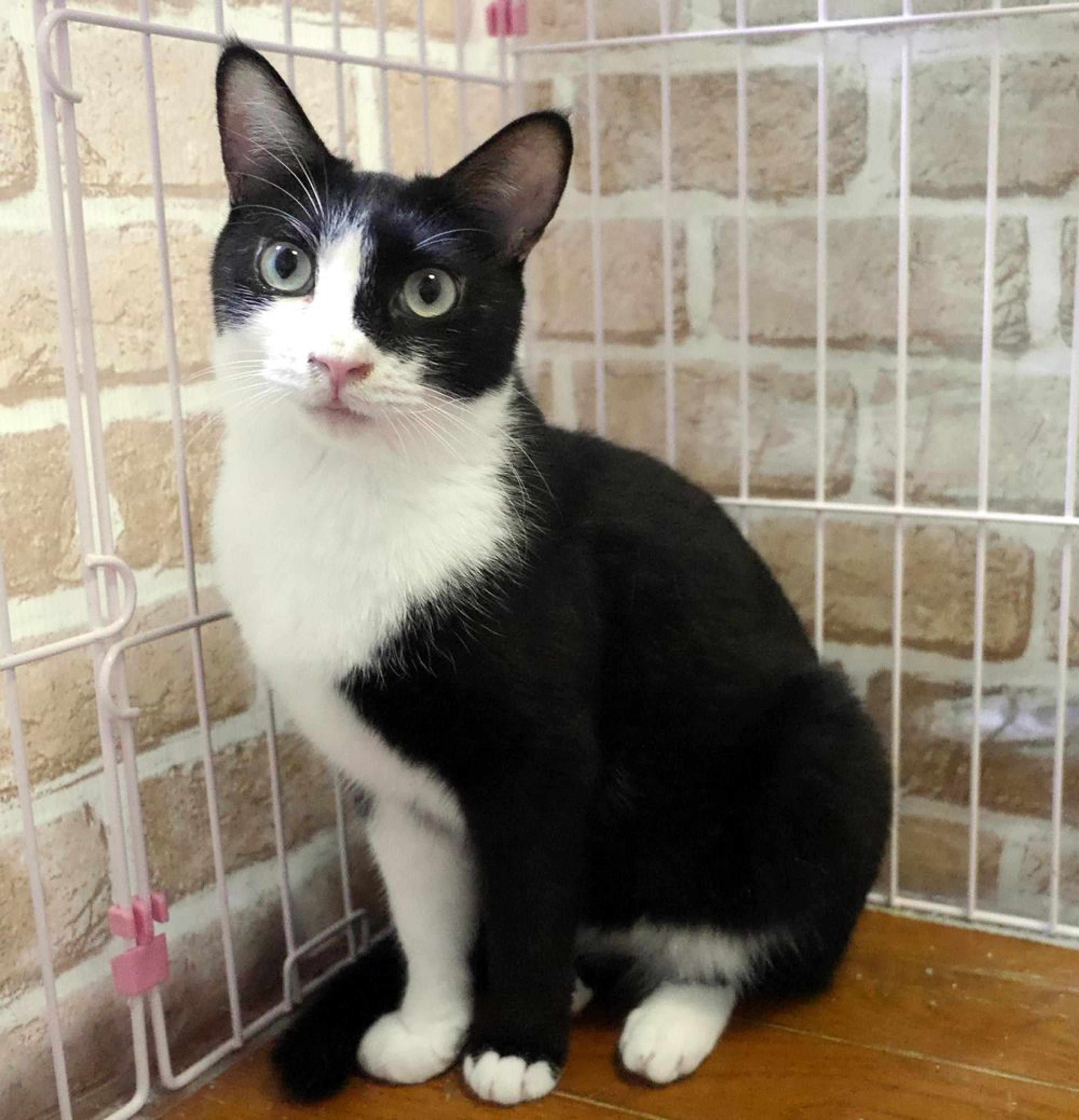 pet-image-2