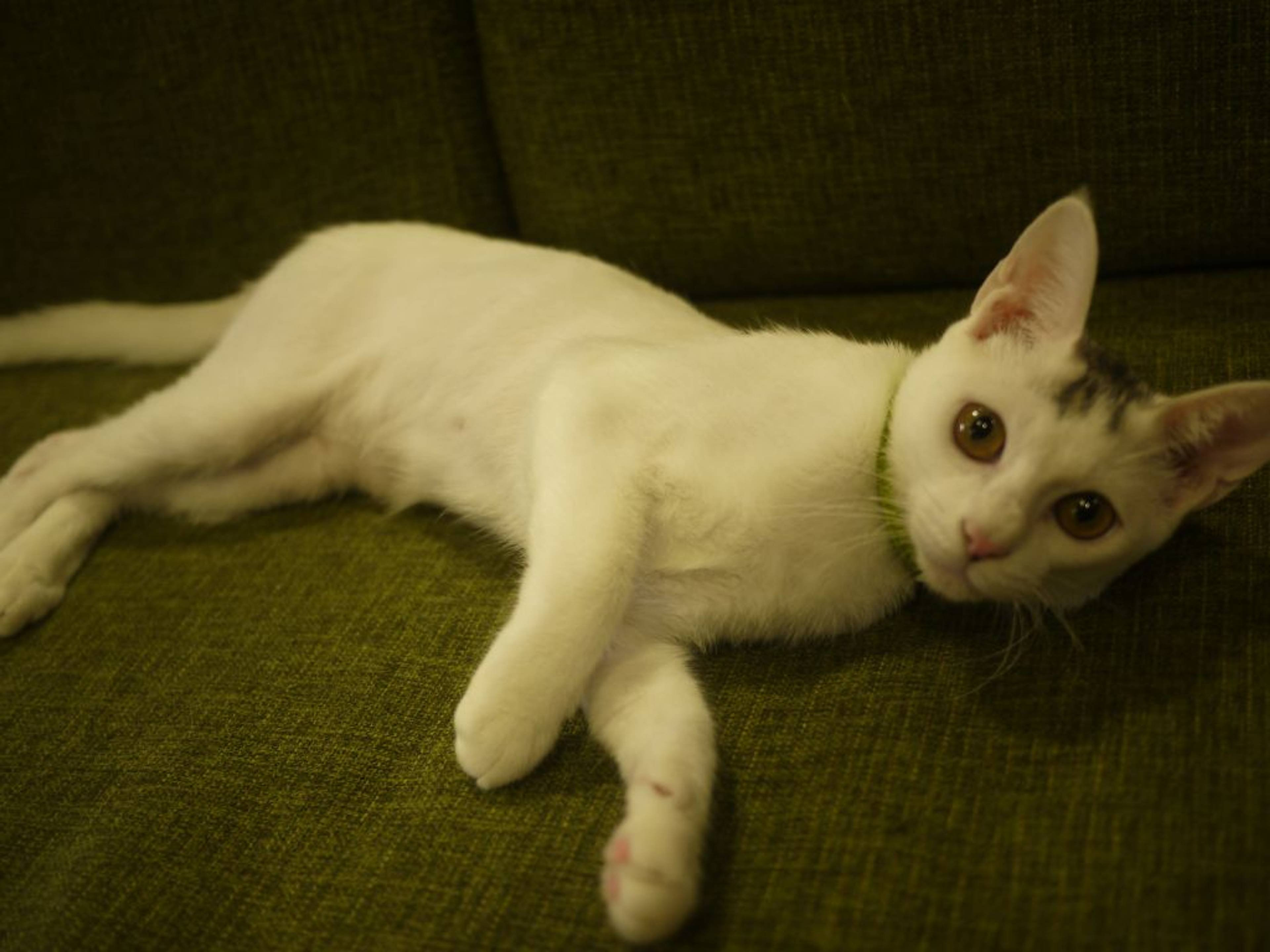 雑種（ミックス猫）・オスの里親募集の写真
