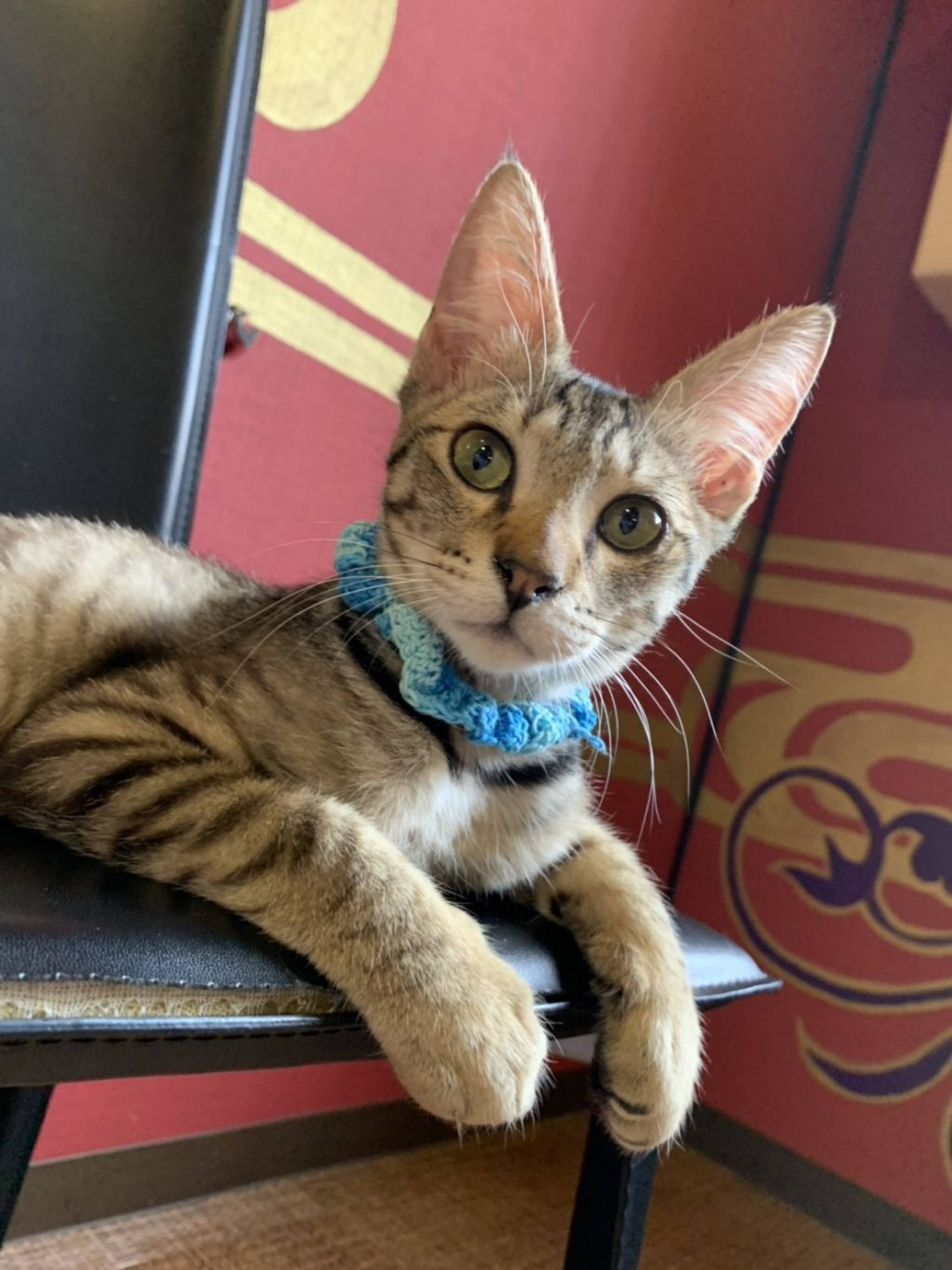 雑種（ミックス猫）・オスの里親募集の写真