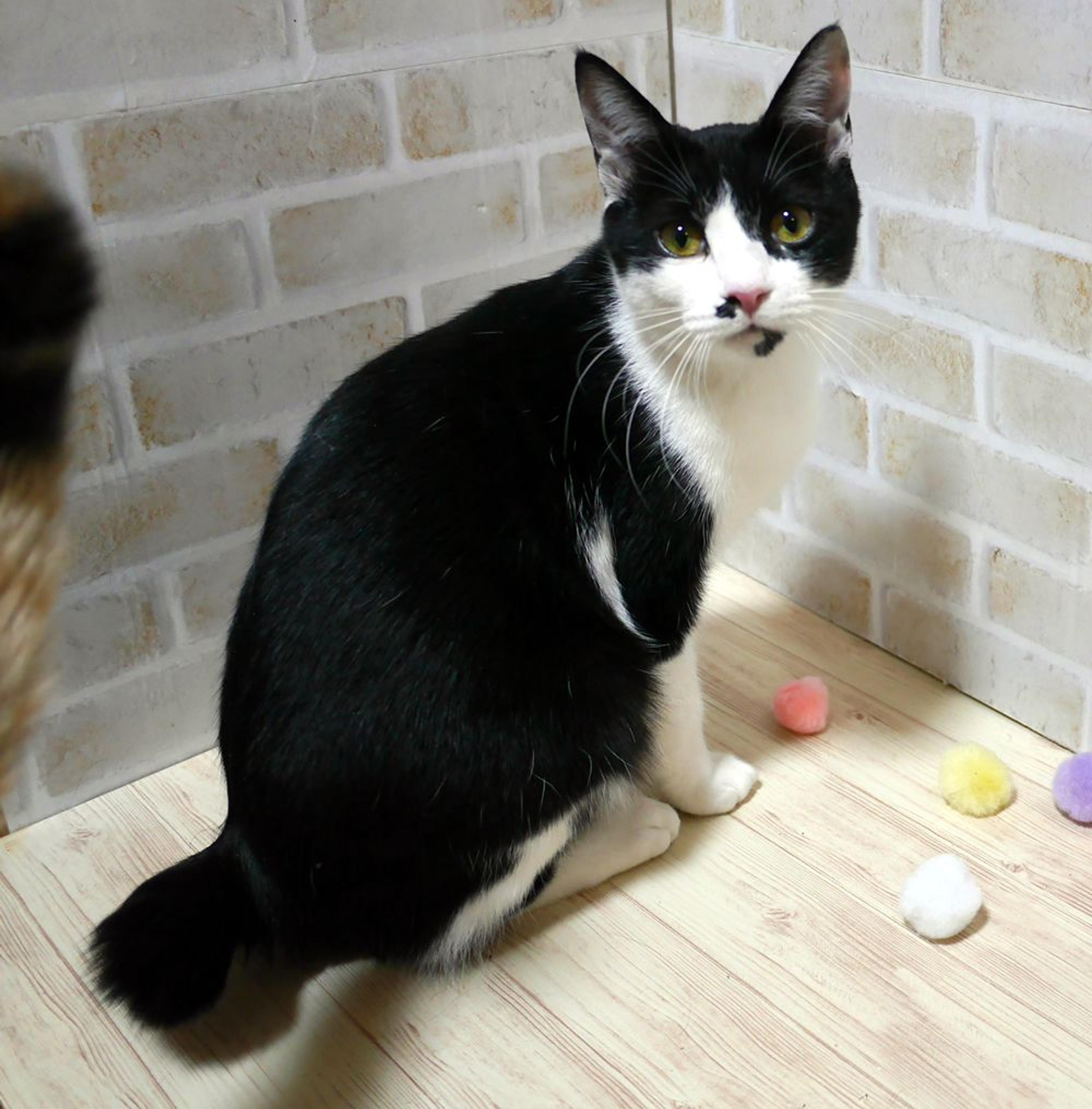 pet-image-2