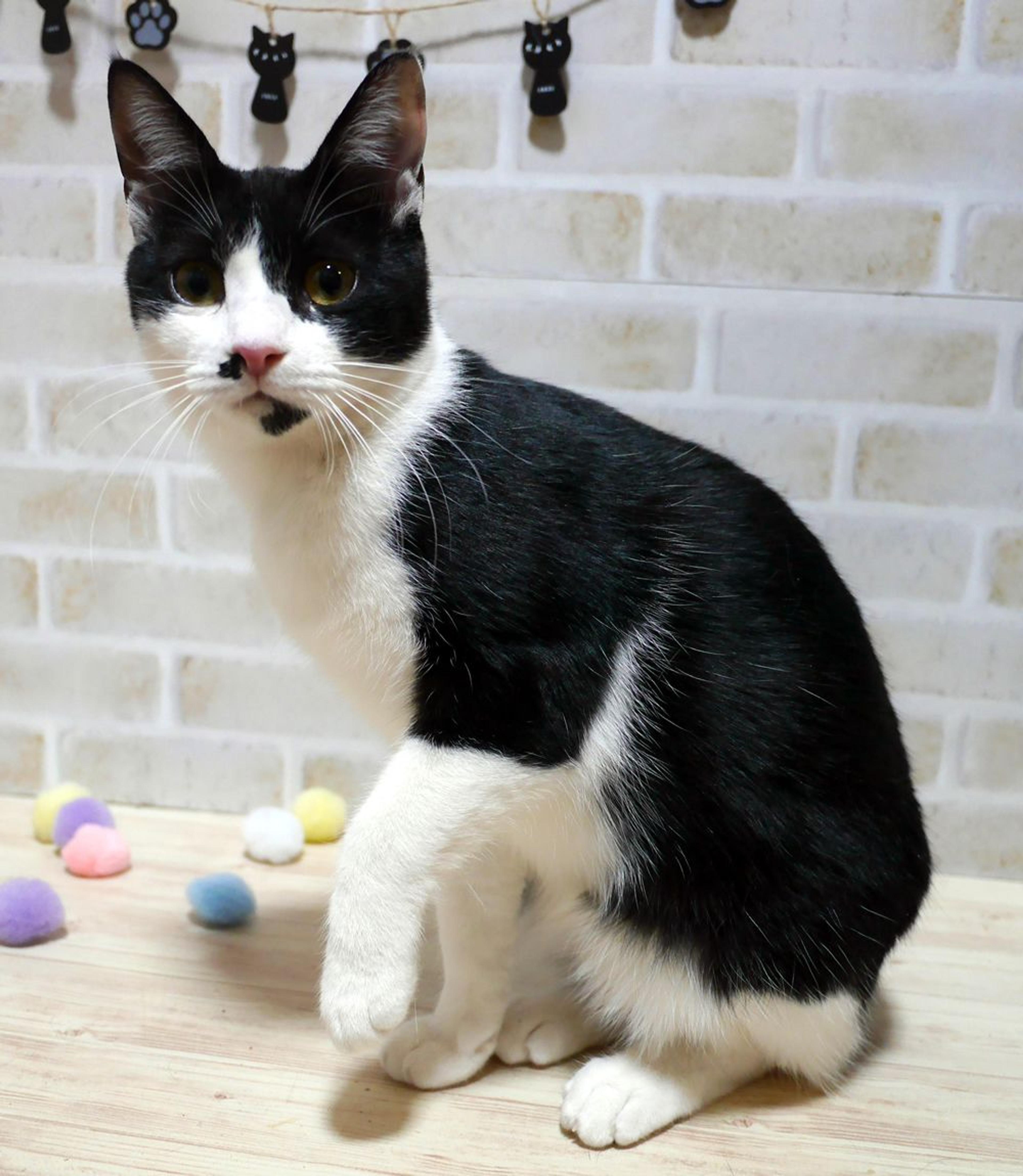 pet-image-3