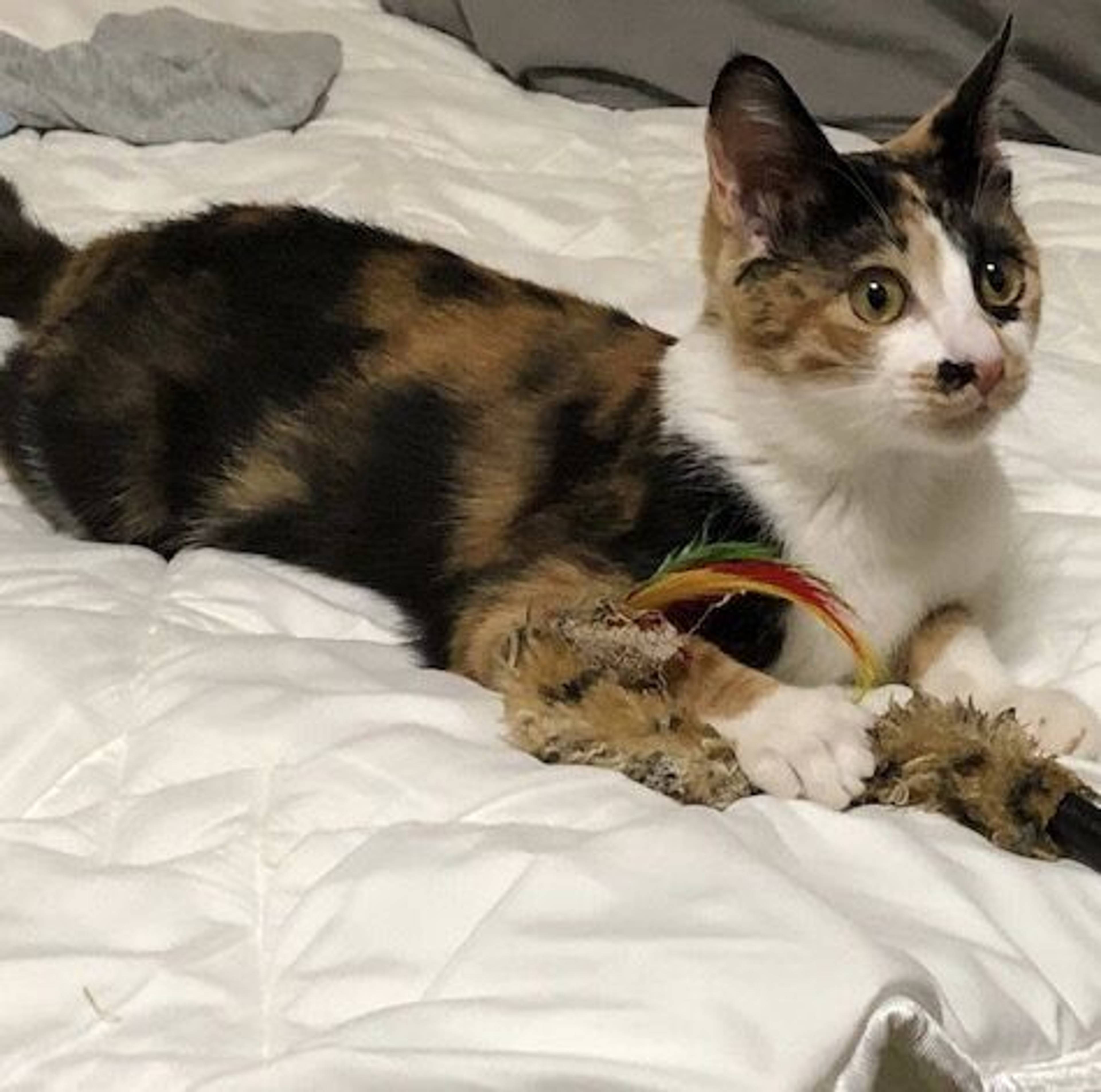 雑種（ミックス猫）・メスの里親募集の写真