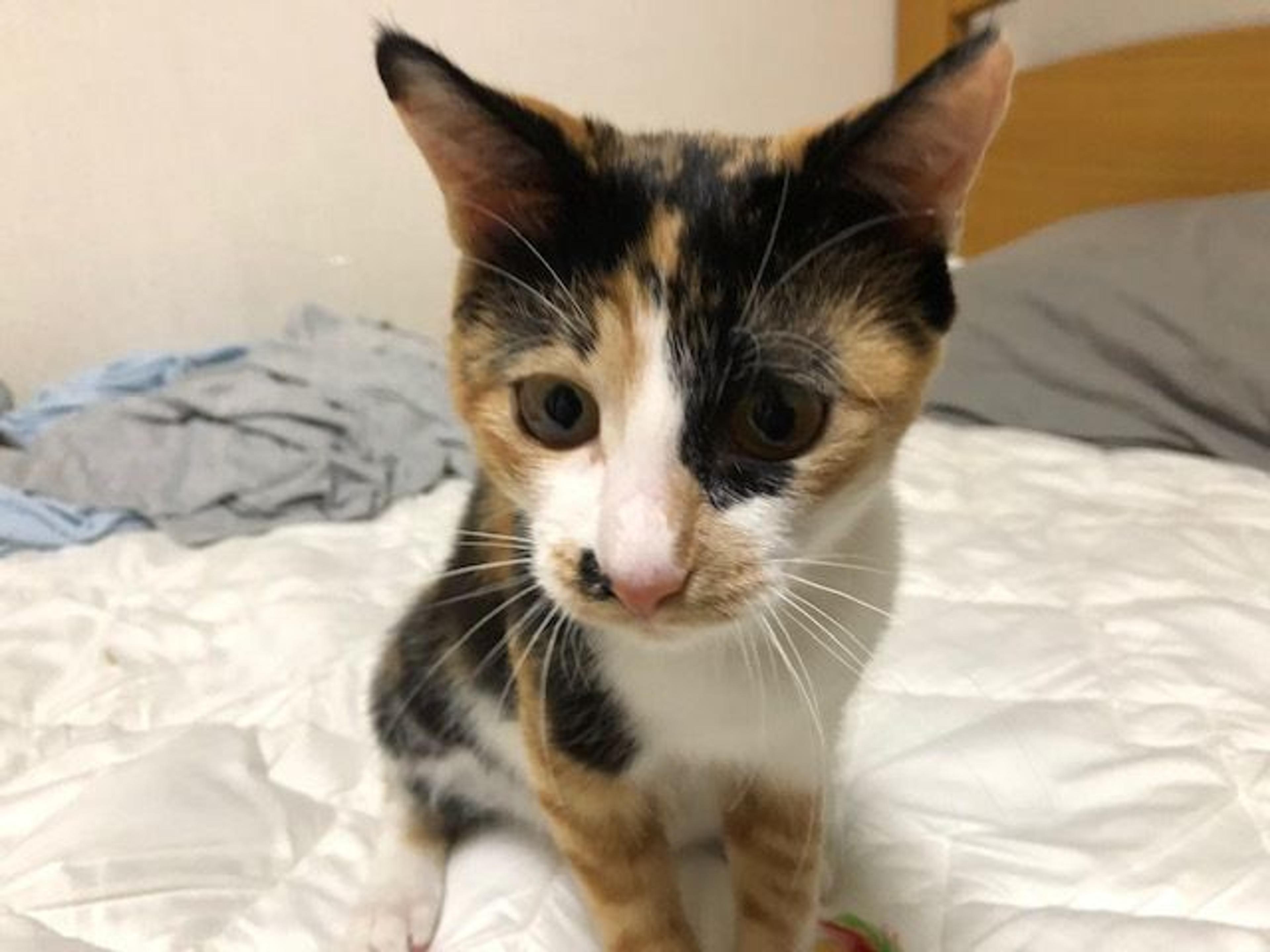 pet-image-2