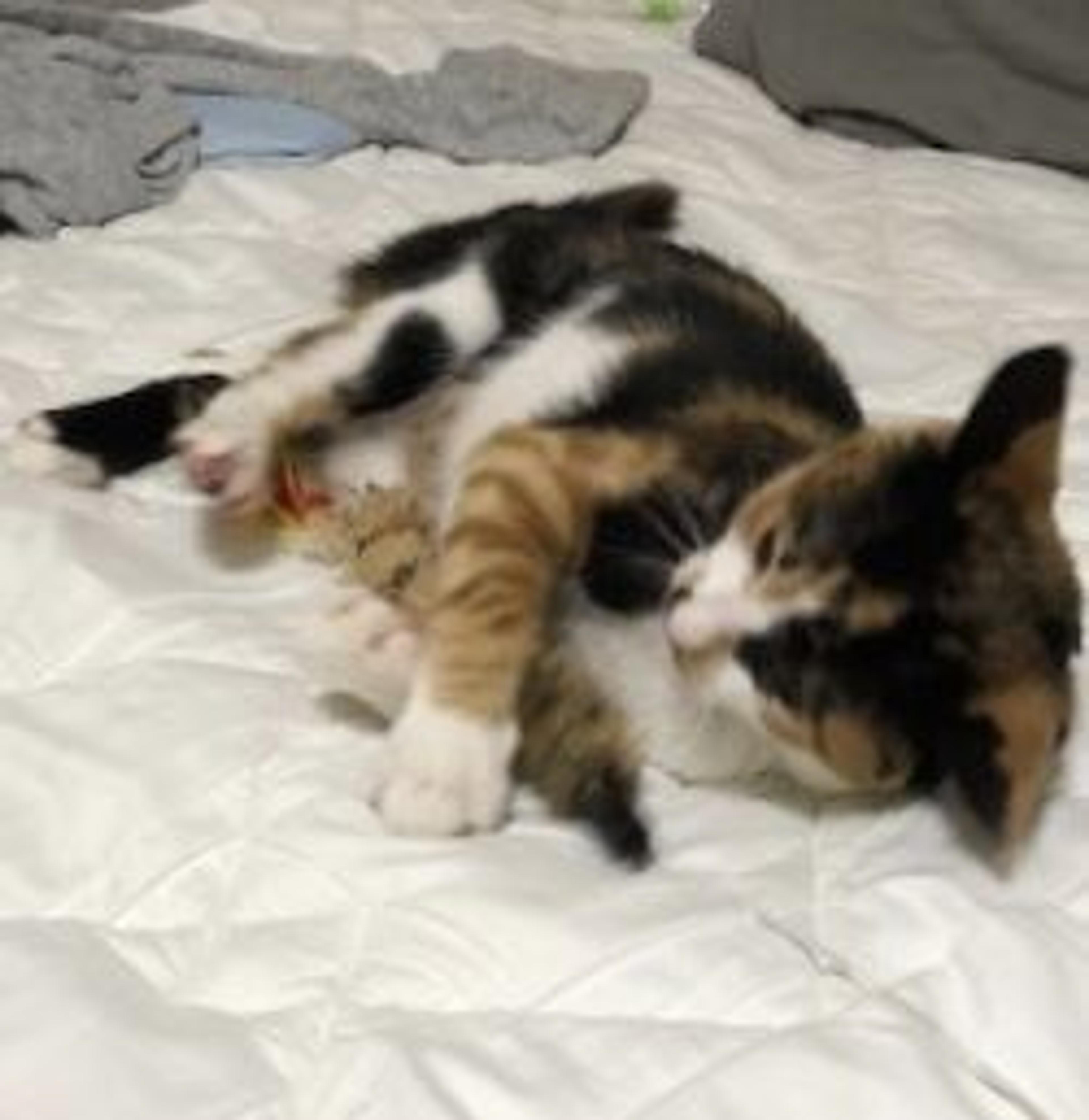 pet-image-3