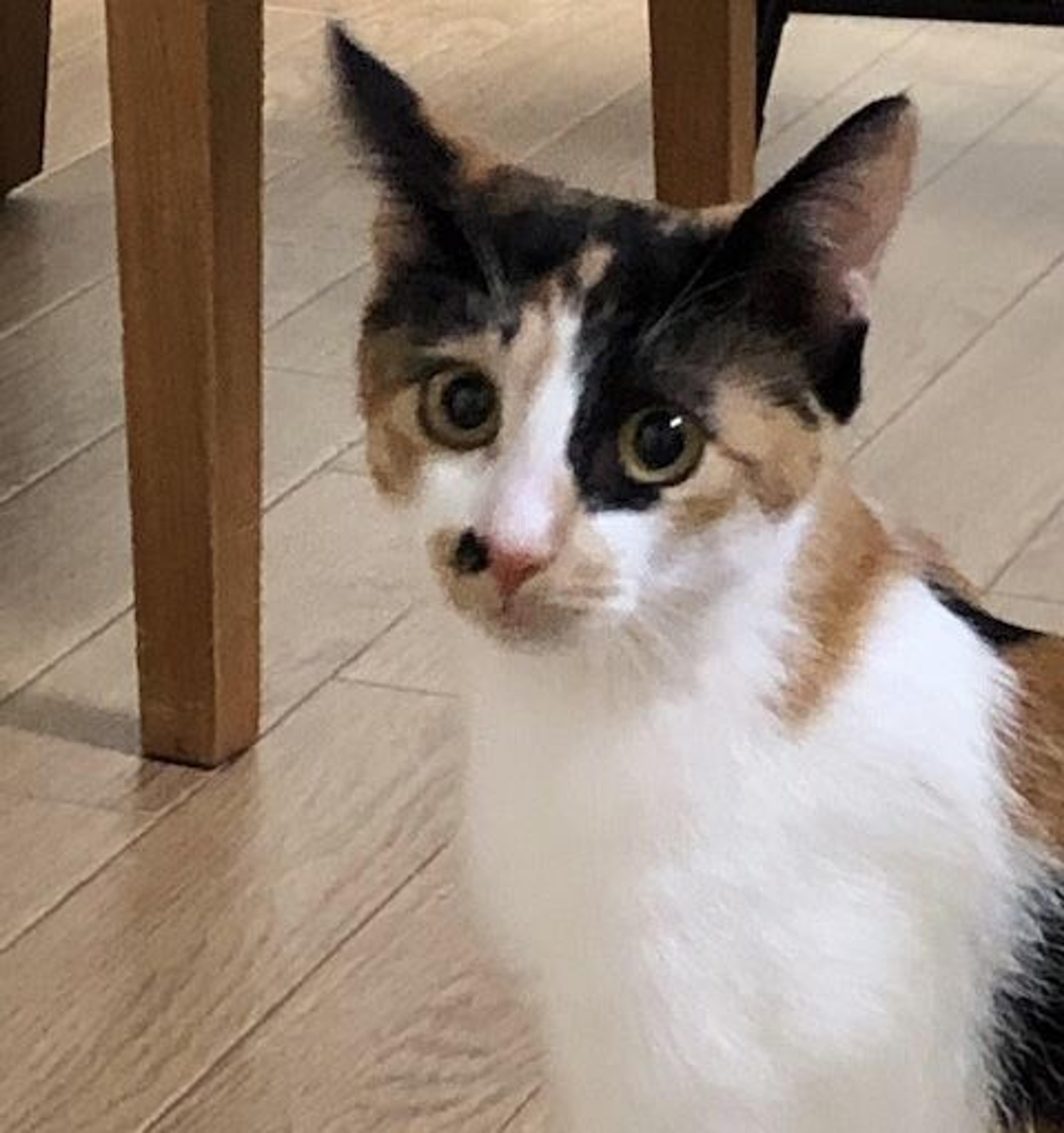 pet-image-4