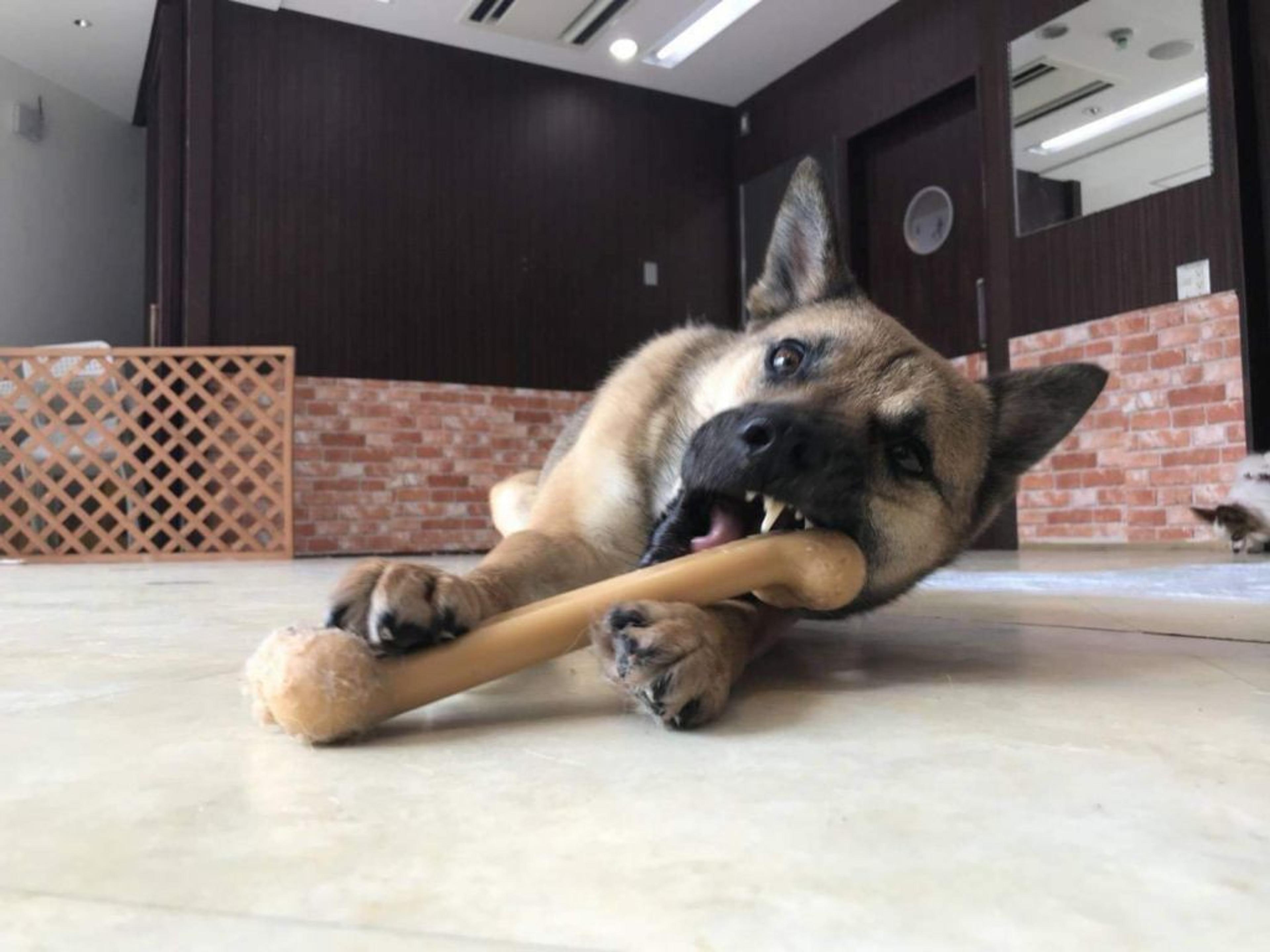 pet-image-3