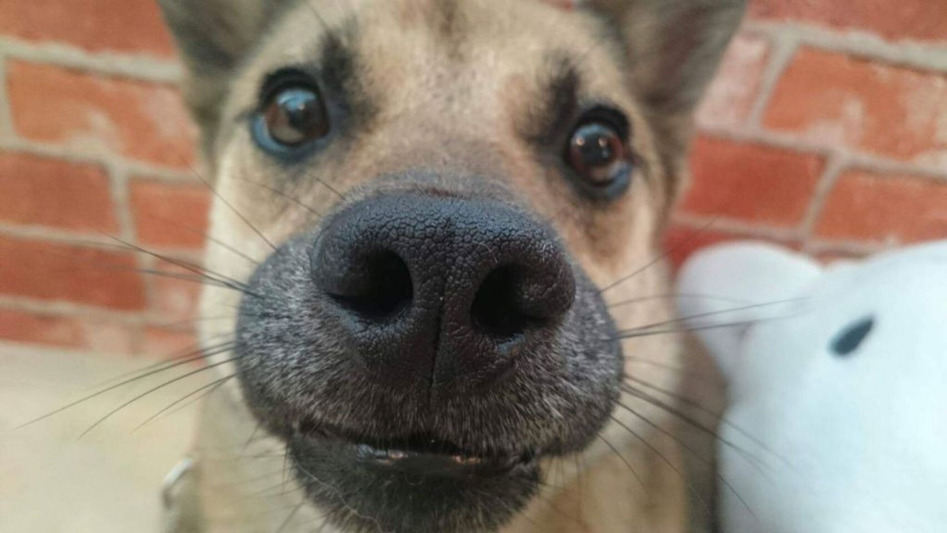 雑種（ミックス犬）・オスの里親募集の写真