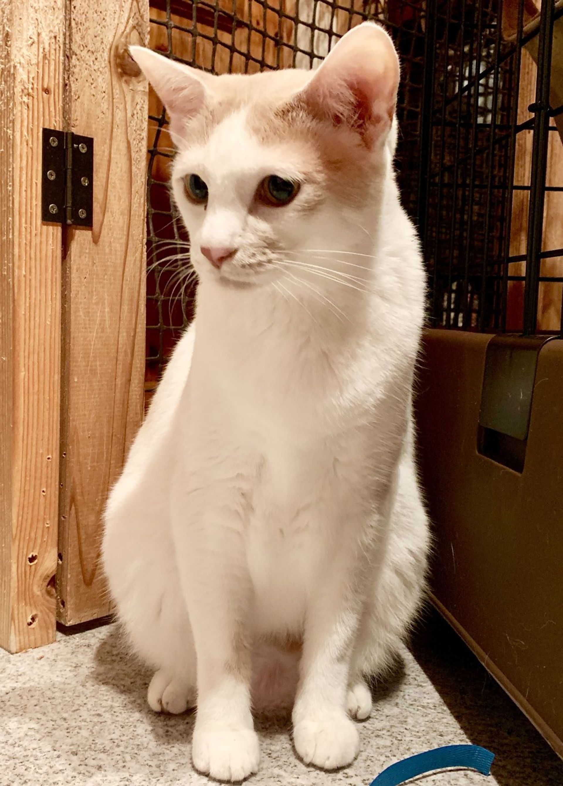 雑種（ミックス猫）・オスの里親募集の写真
