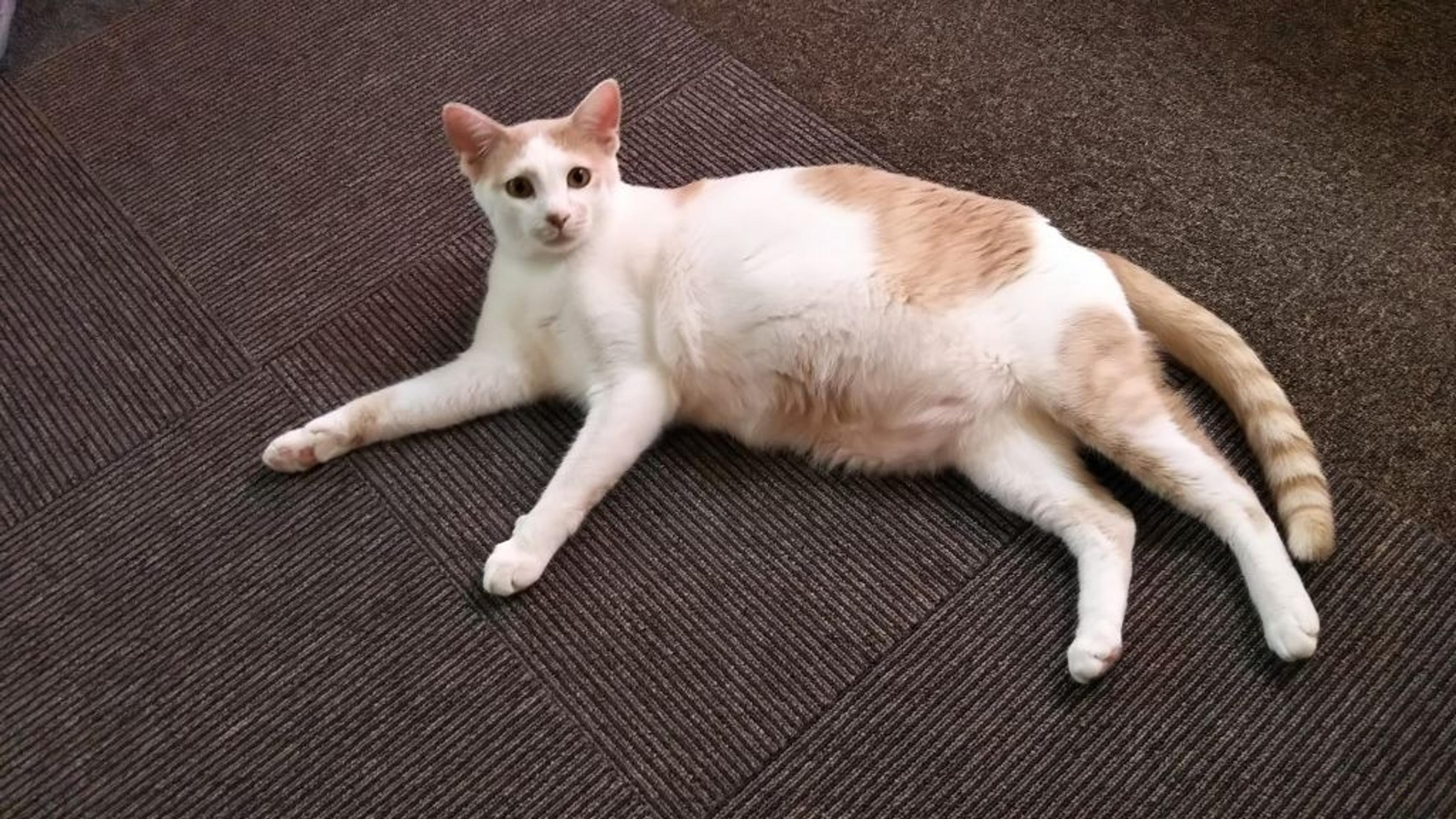 pet-image-3