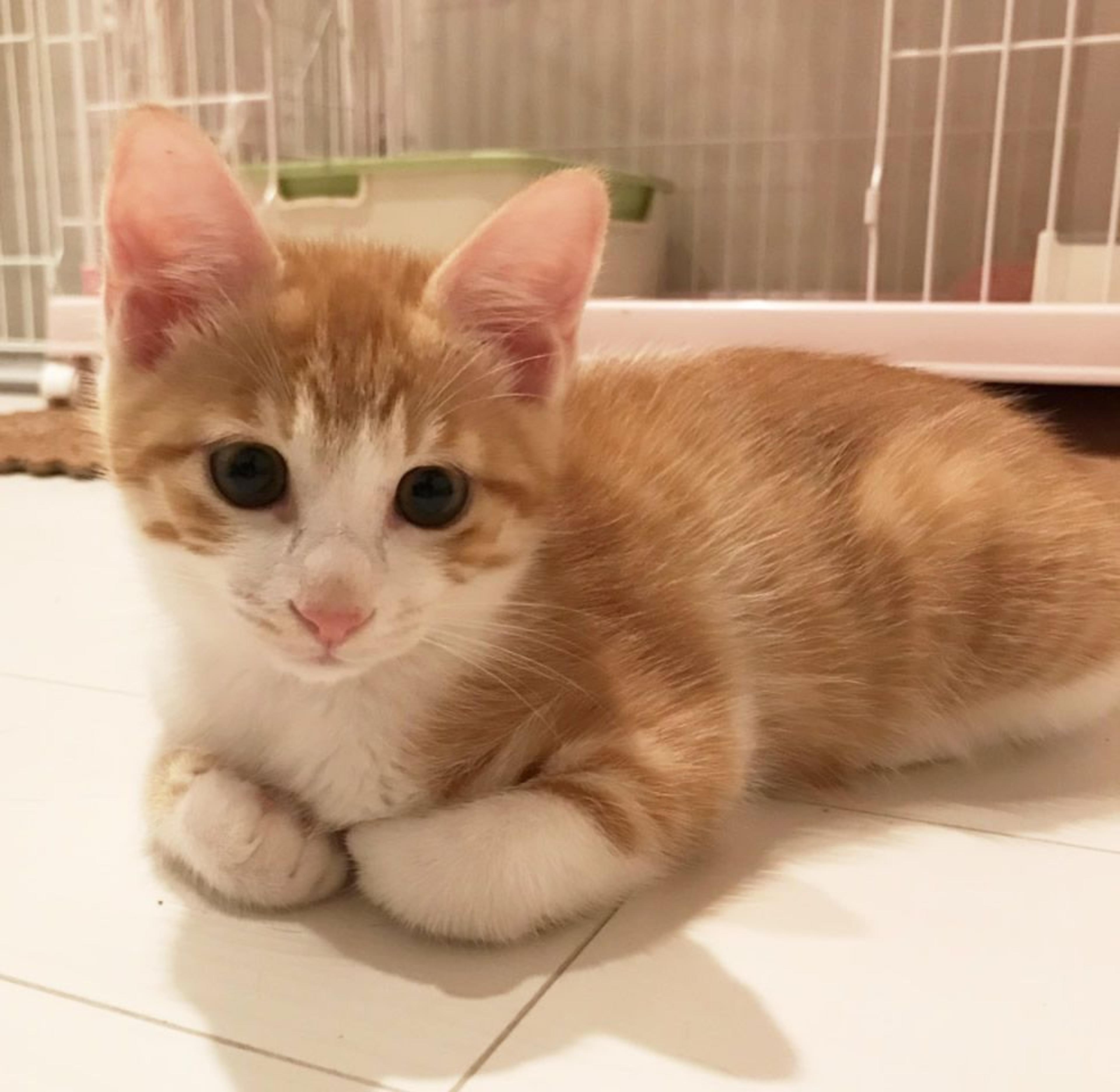 pet-image-2