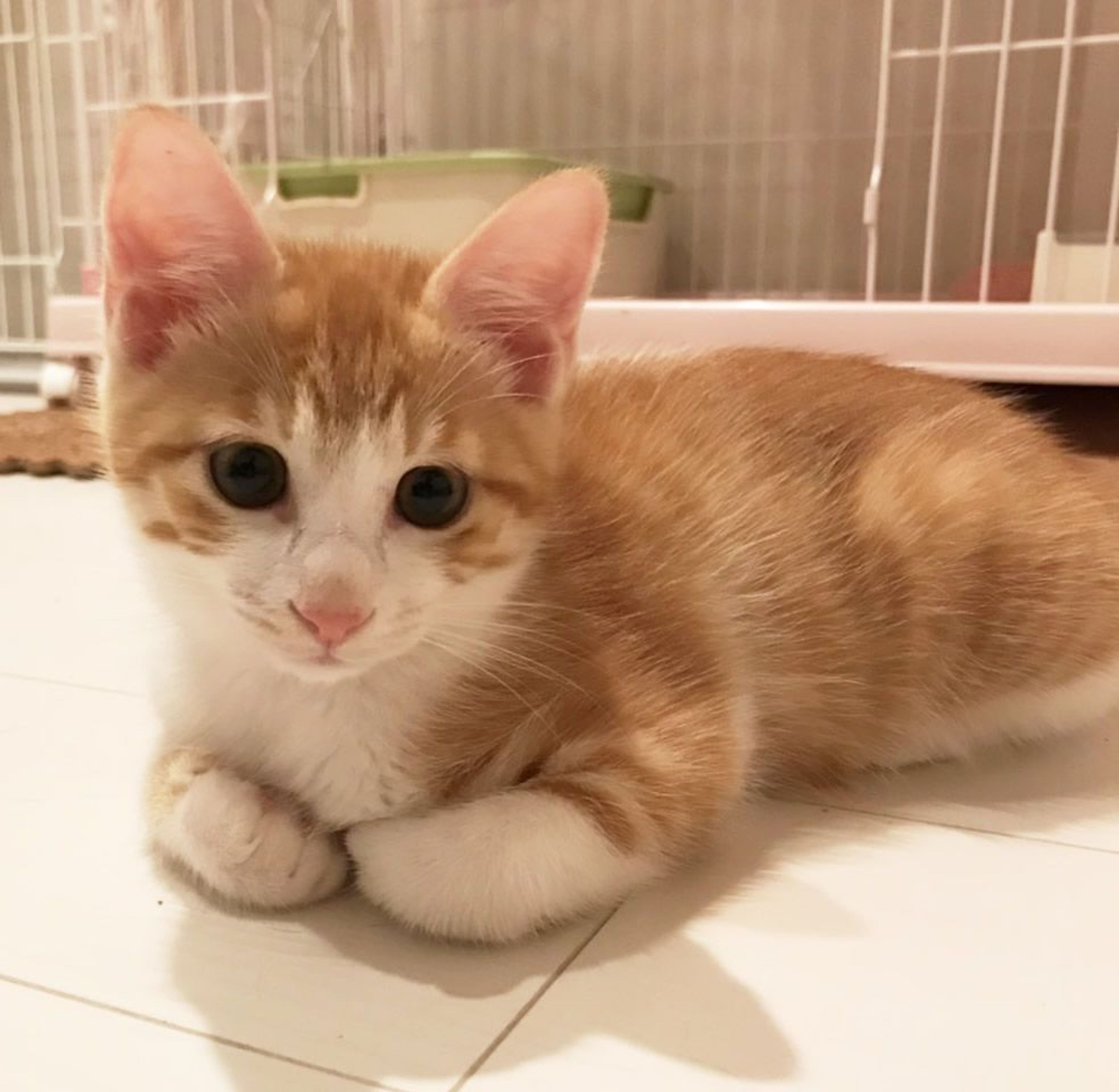 雑種（ミックス猫）・オスの里親募集の写真