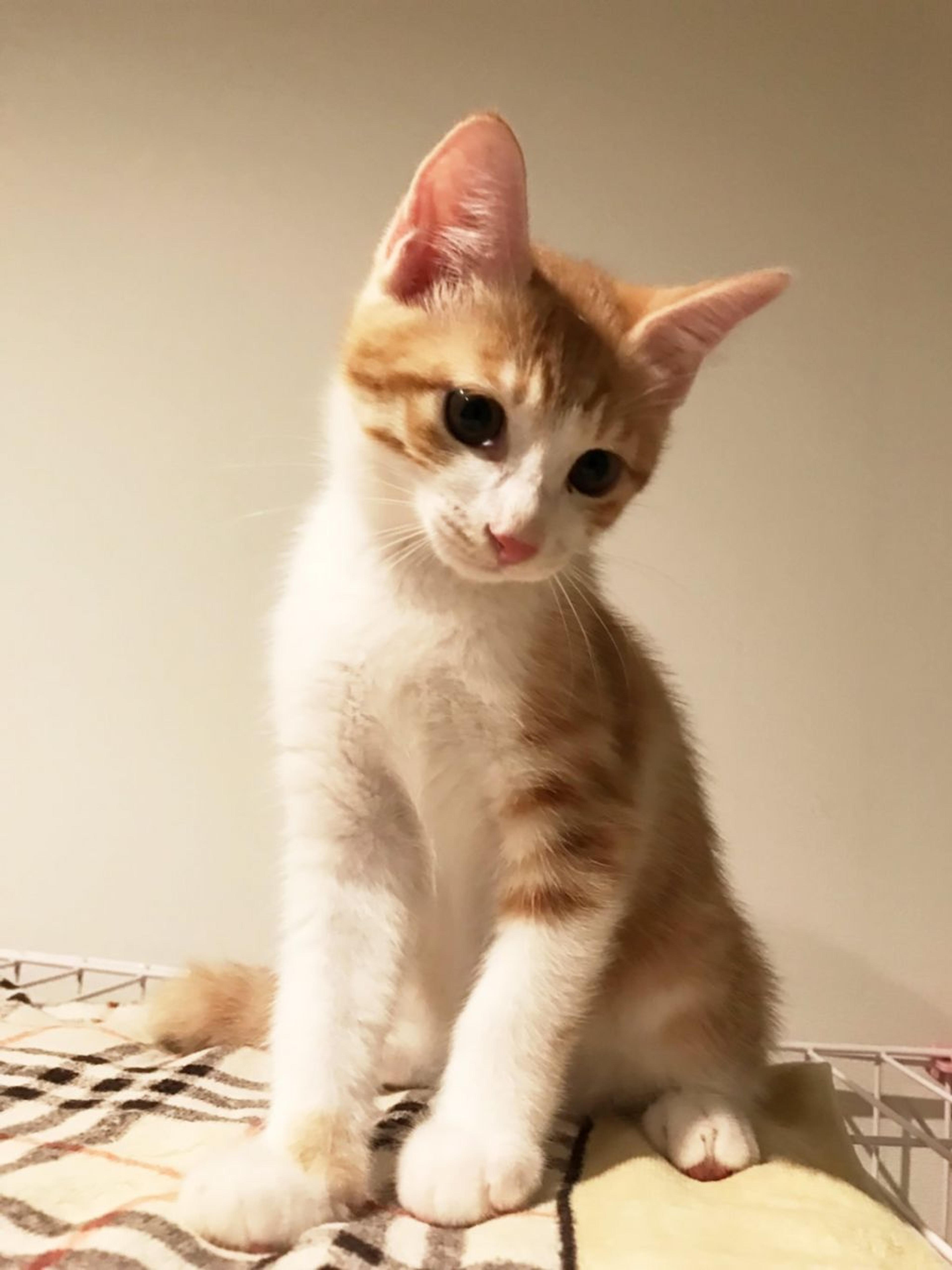 pet-image-3