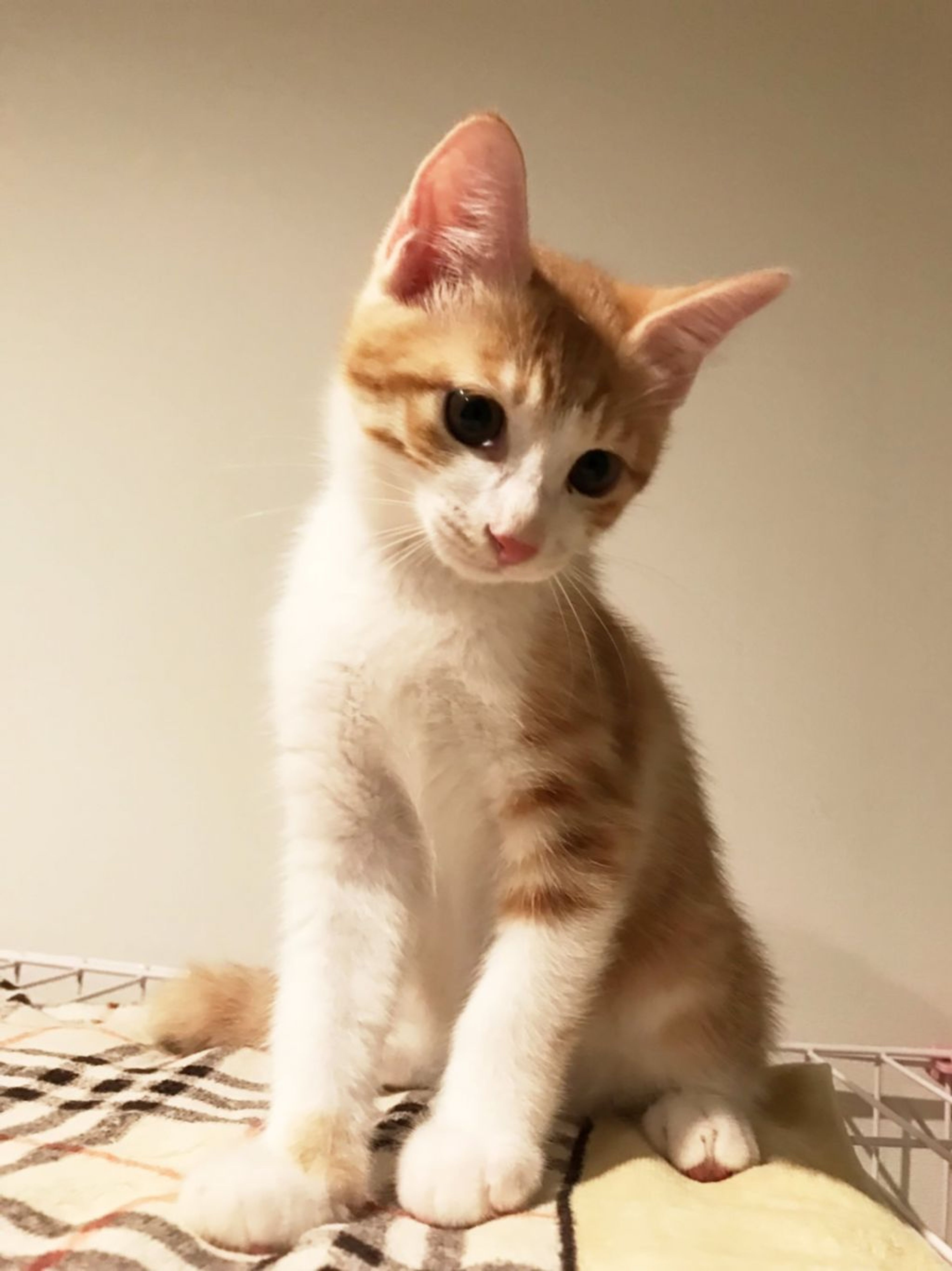 pet-image-3
