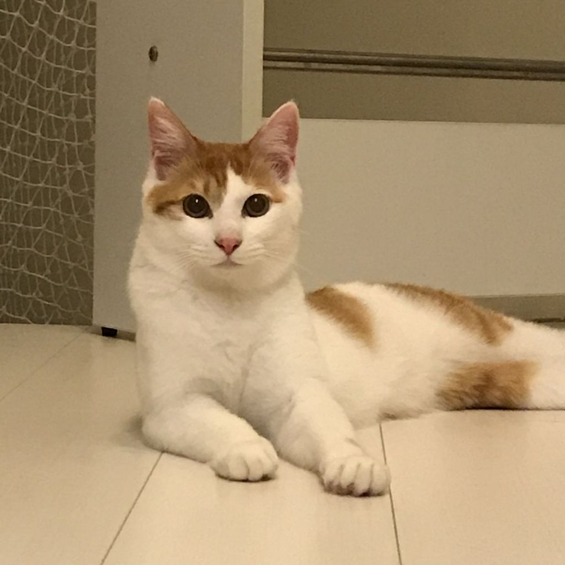 雑種（ミックス猫）・オスの里親募集の写真