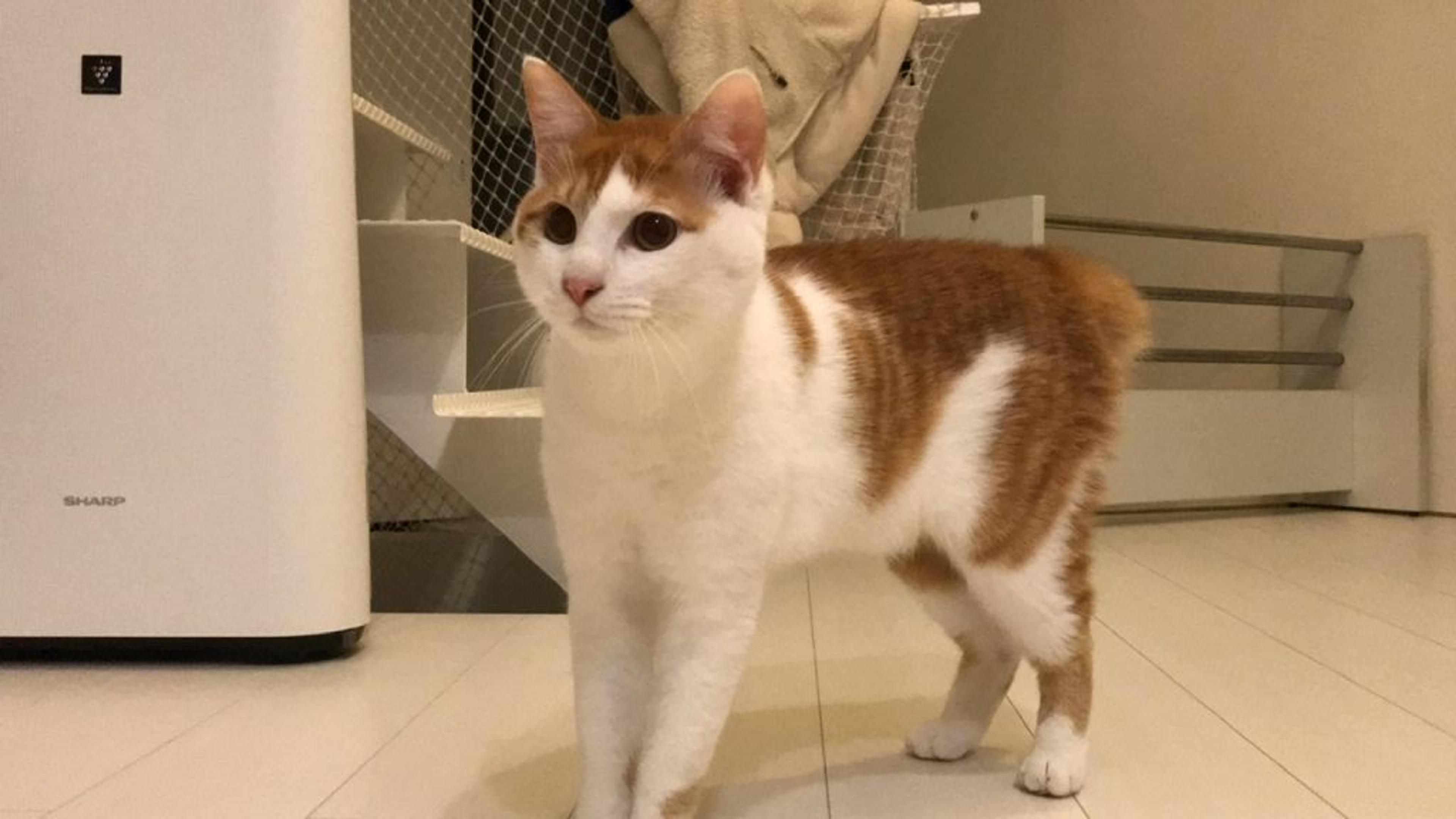 pet-image-3