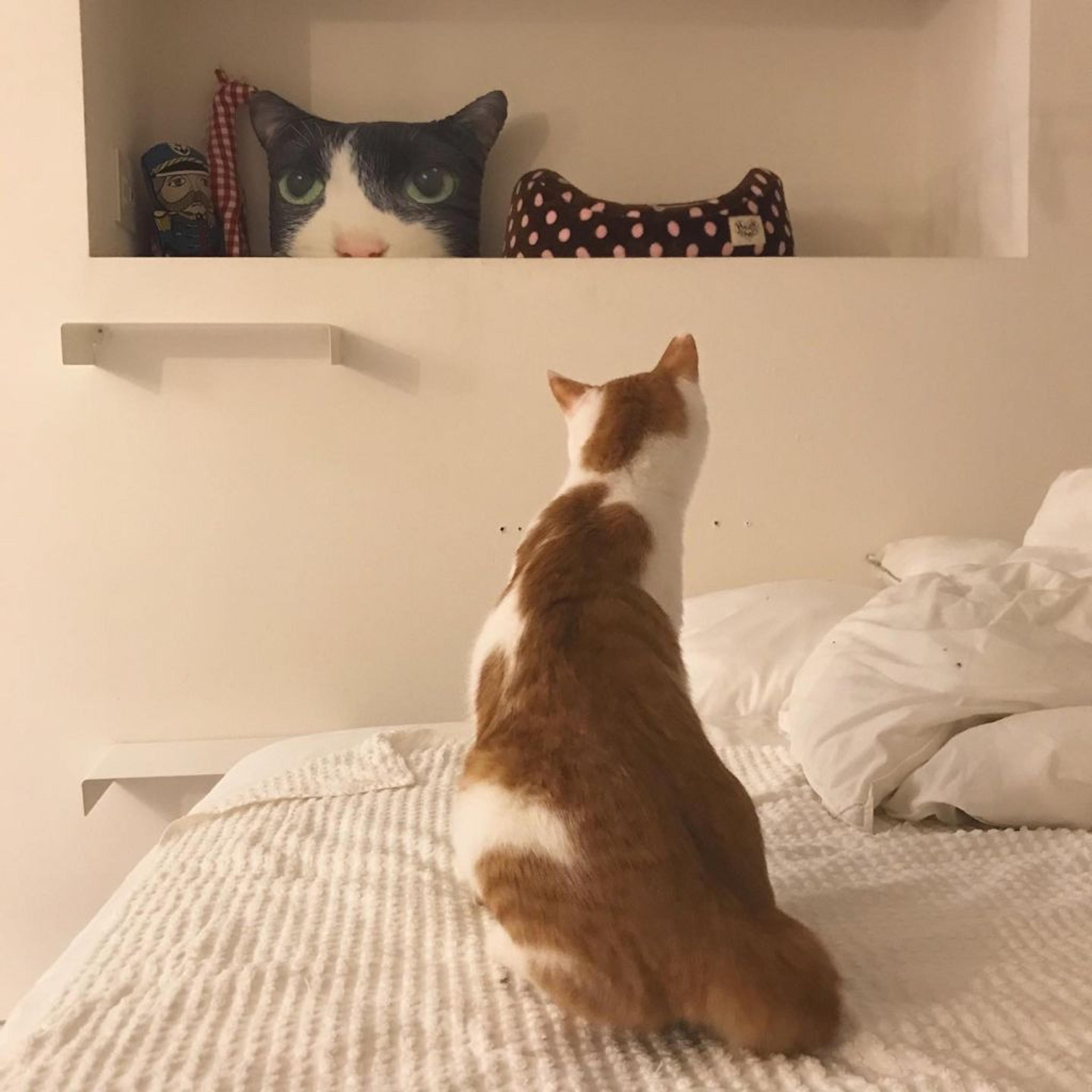 pet-image-4