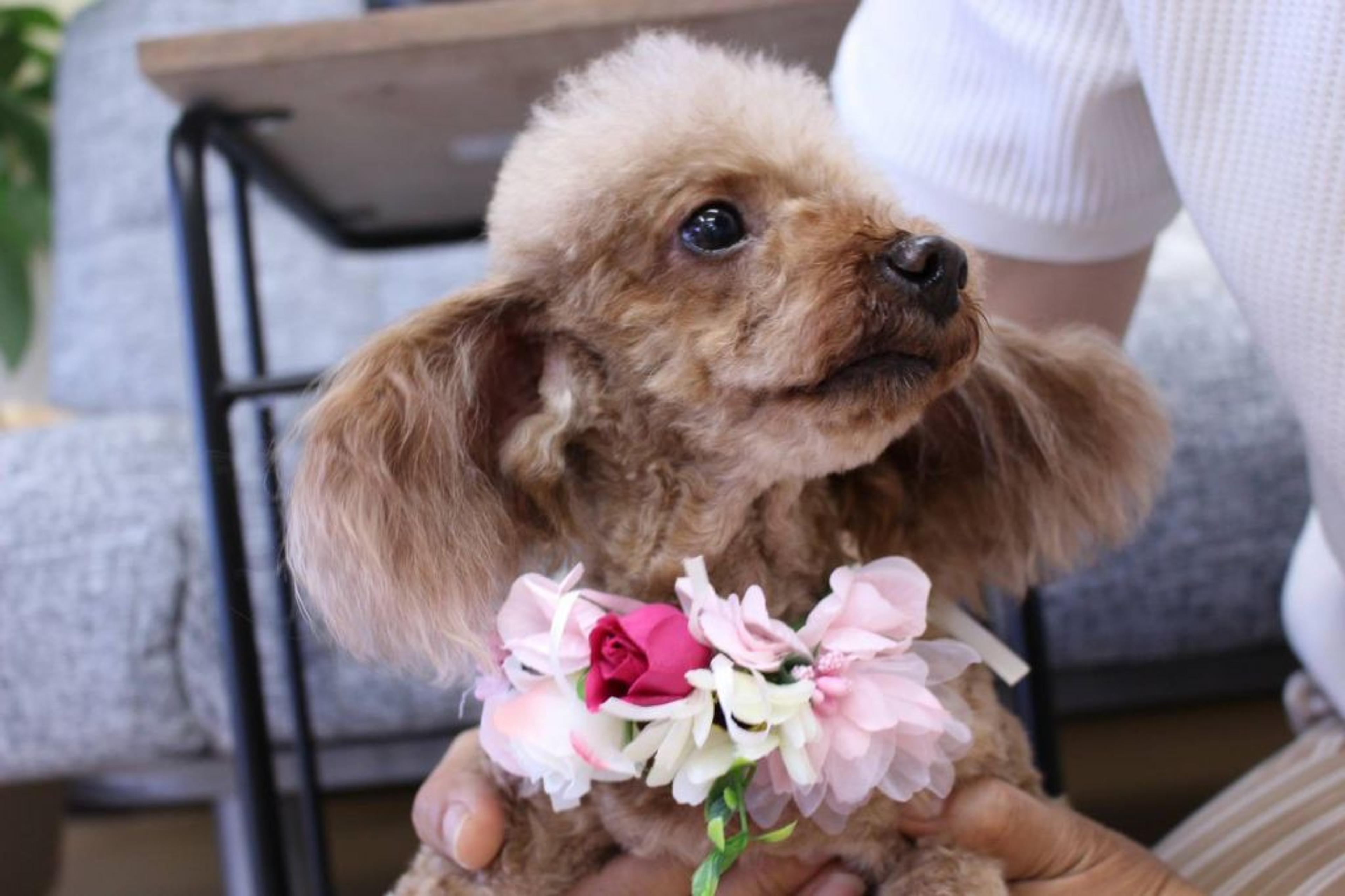 pet-image-2