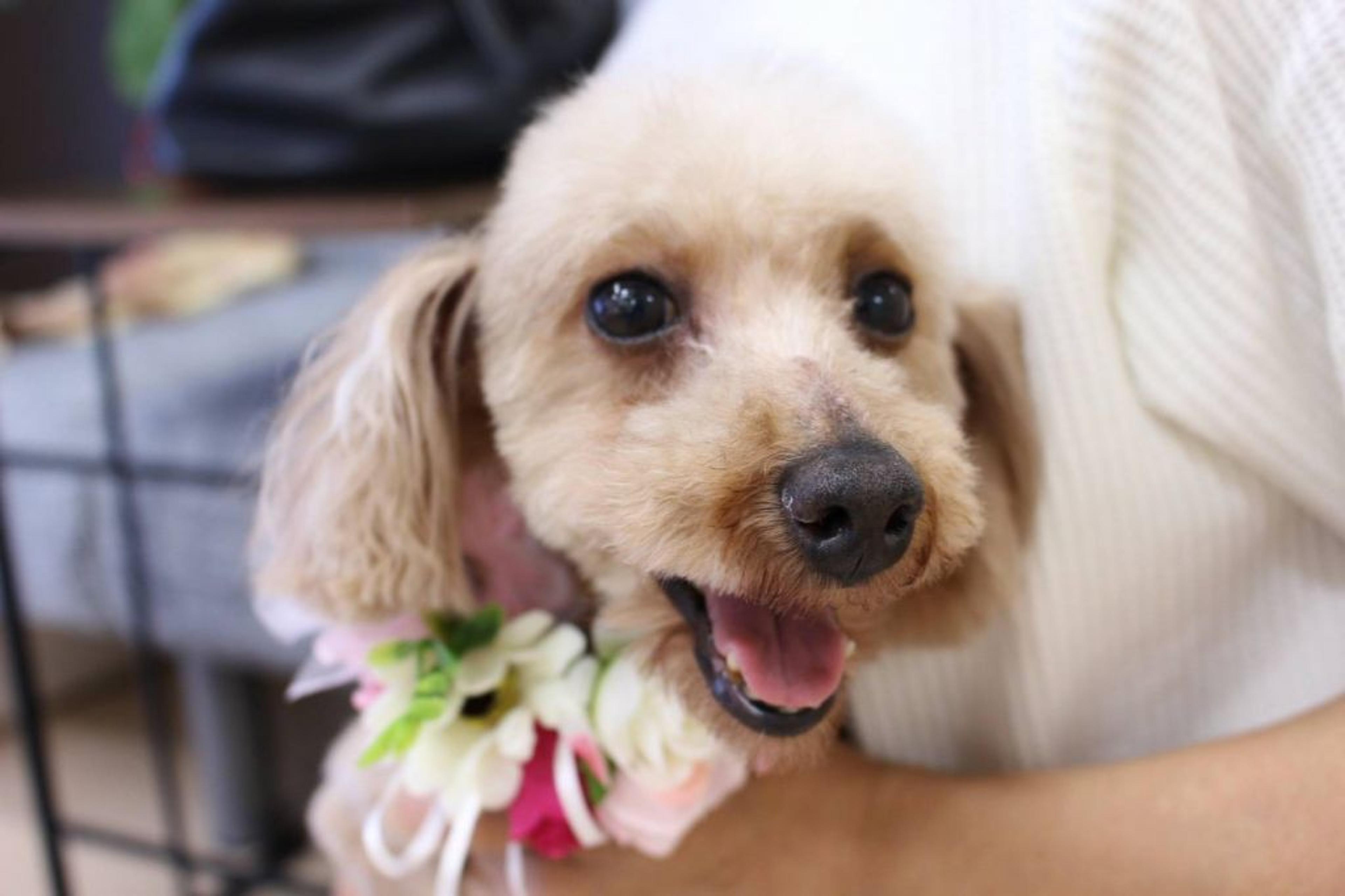 pet-image-3
