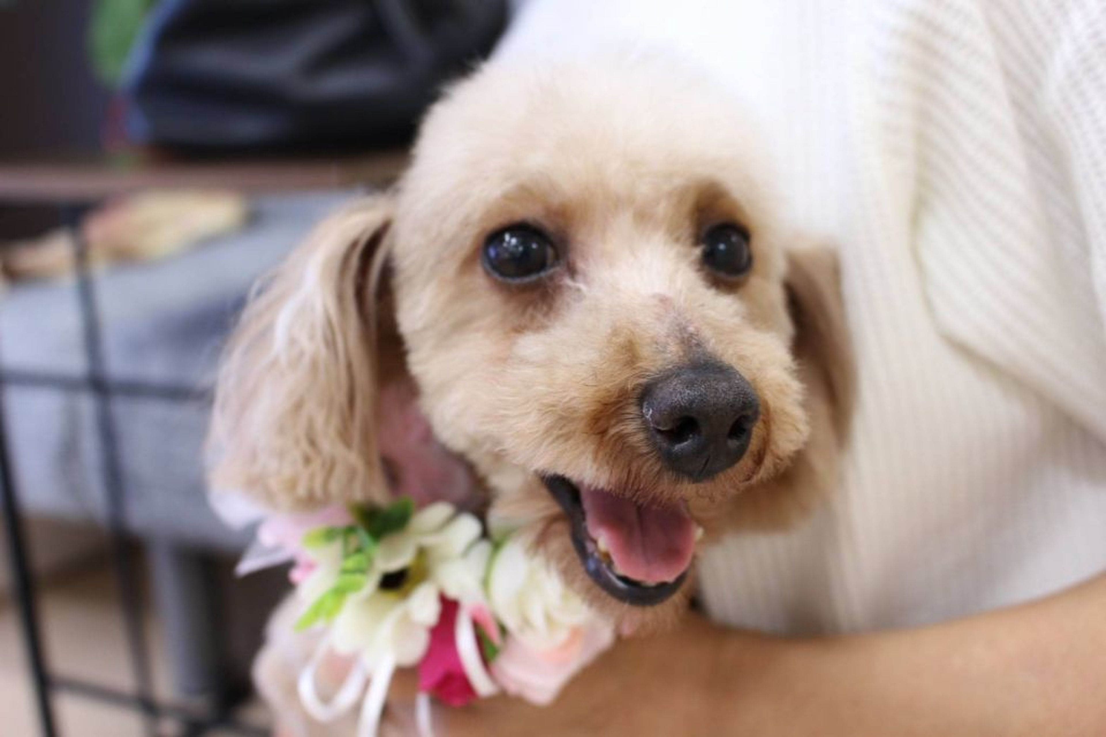 pet-image-3