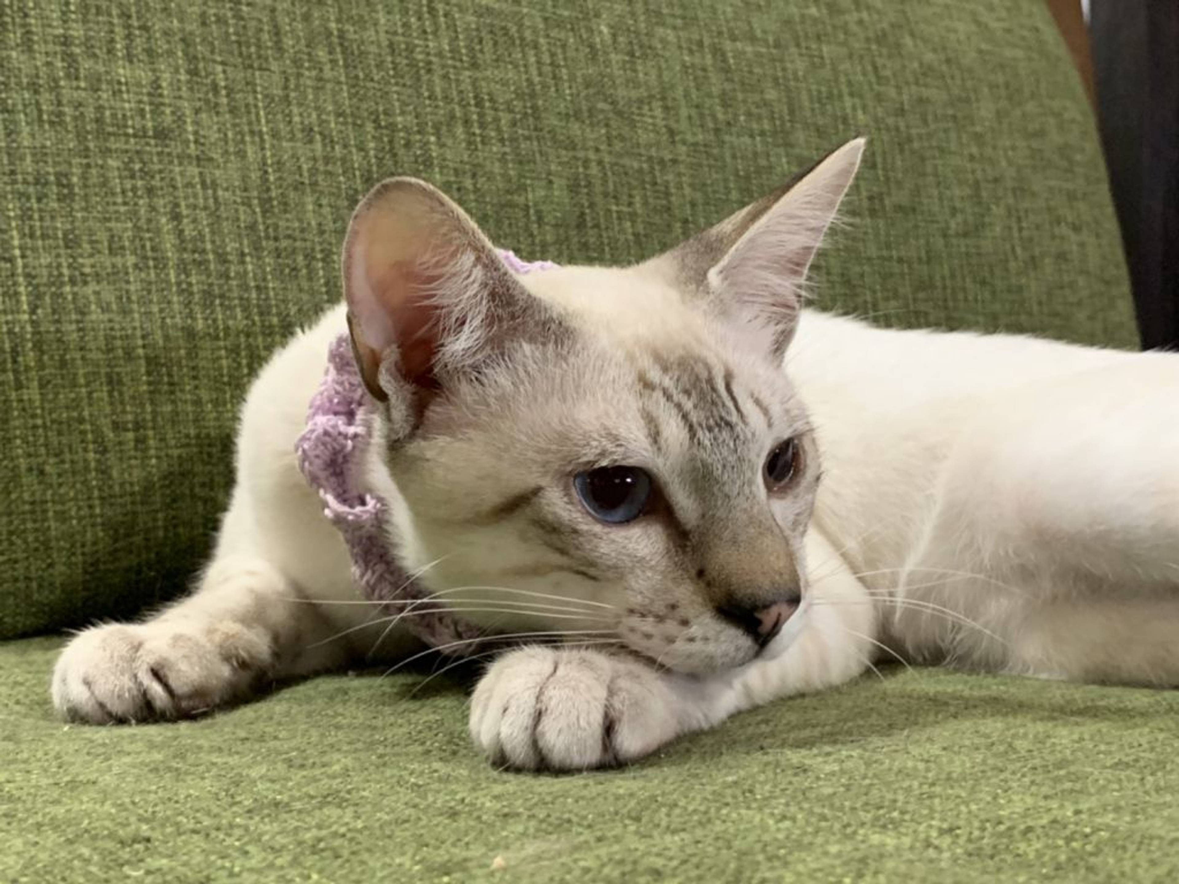雑種（ミックス猫）・オスの里親募集の写真