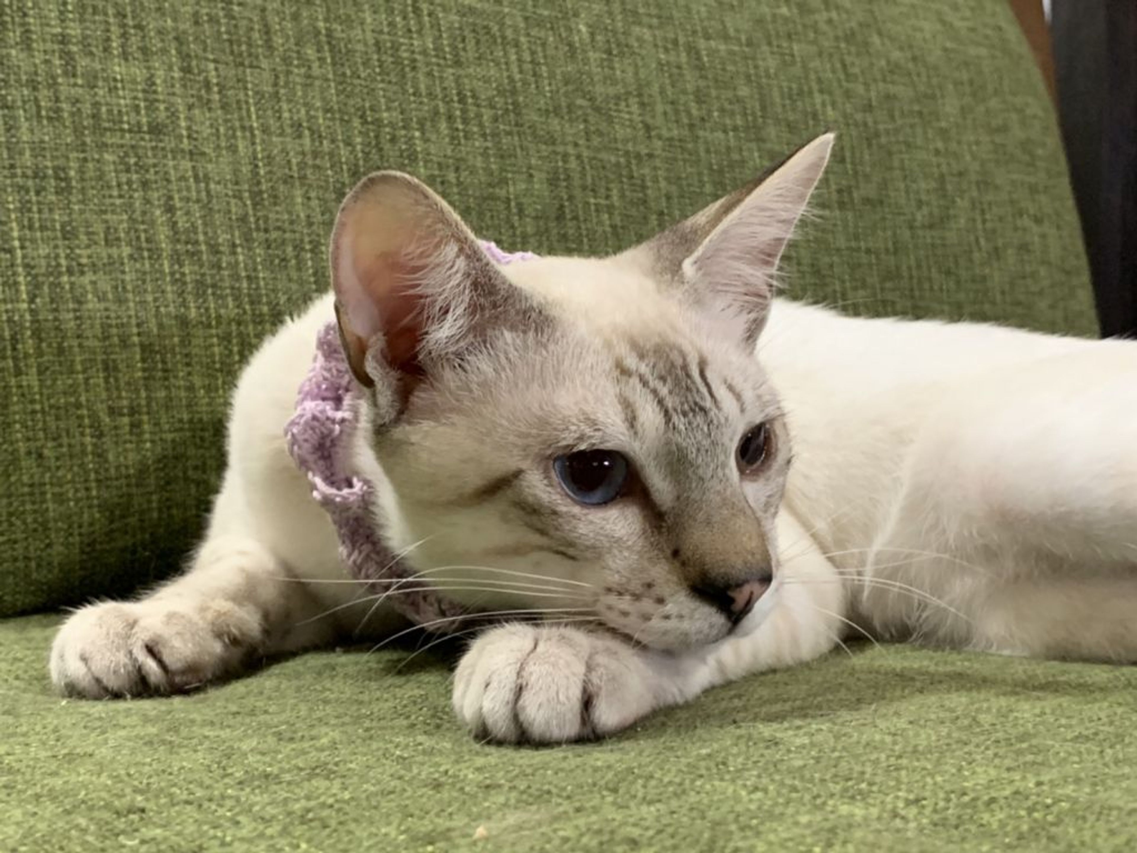 雑種（ミックス猫）・オスの里親募集の写真