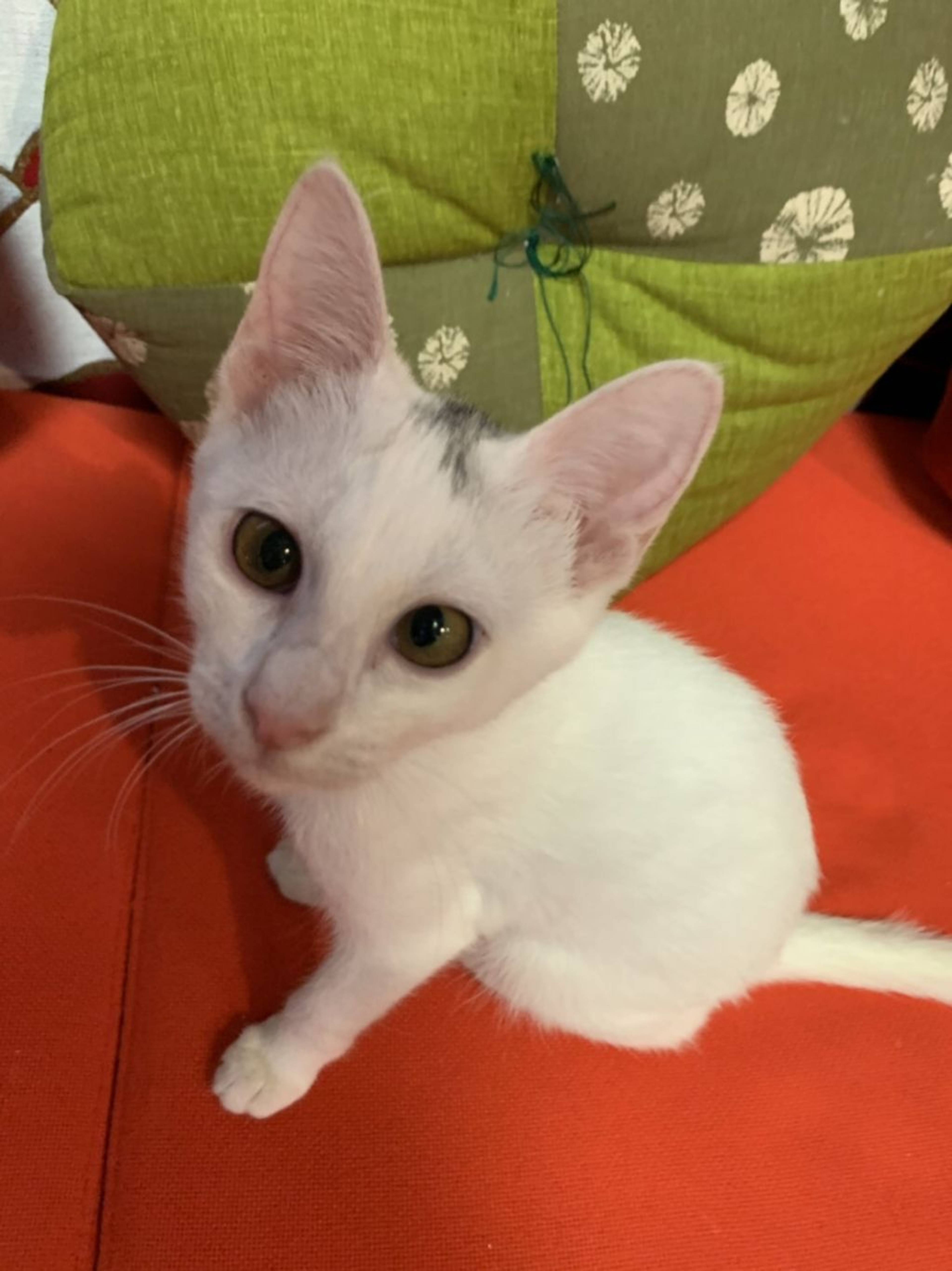 雑種（ミックス猫）・メスの里親募集の写真