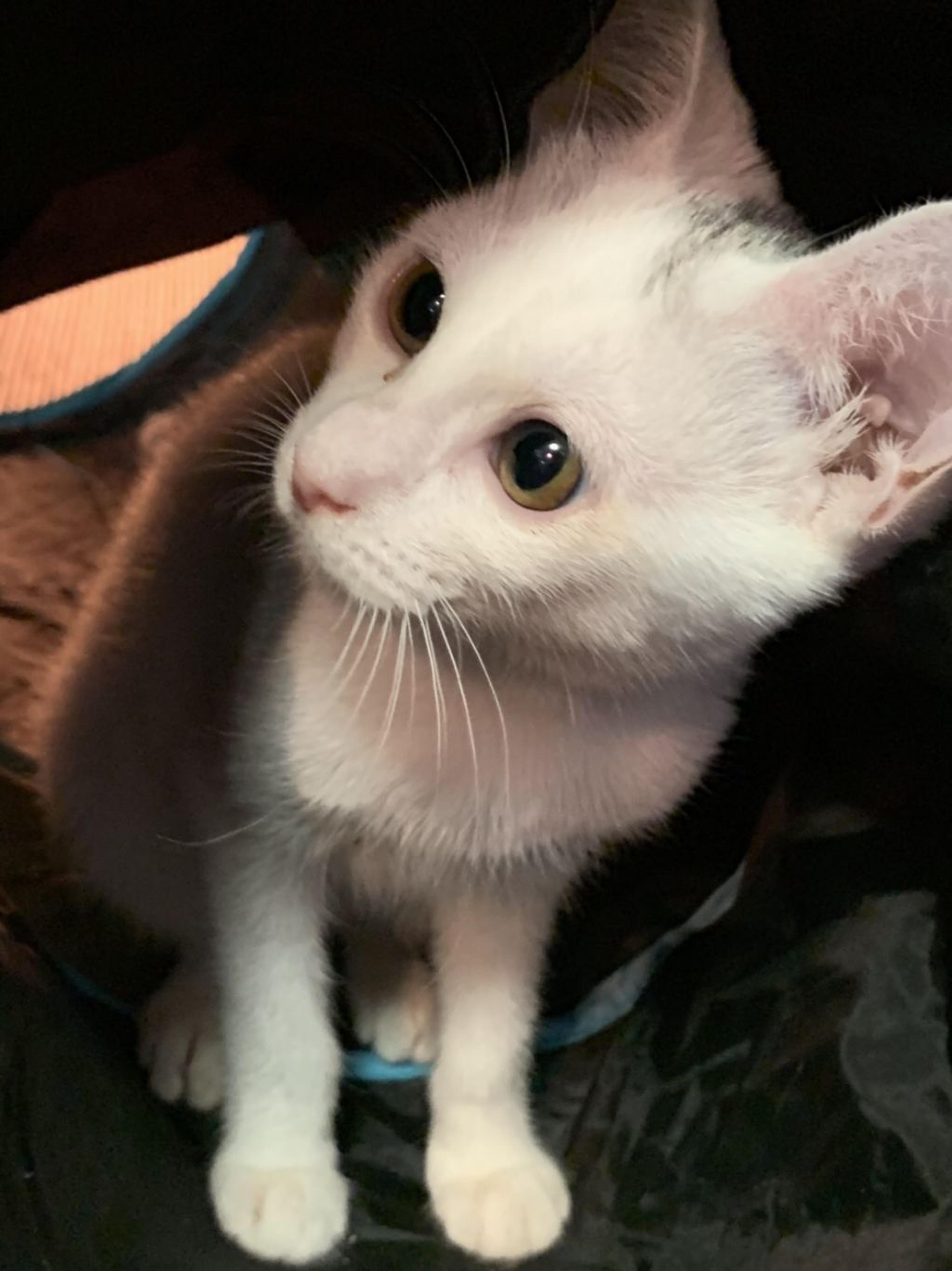 pet-image-2