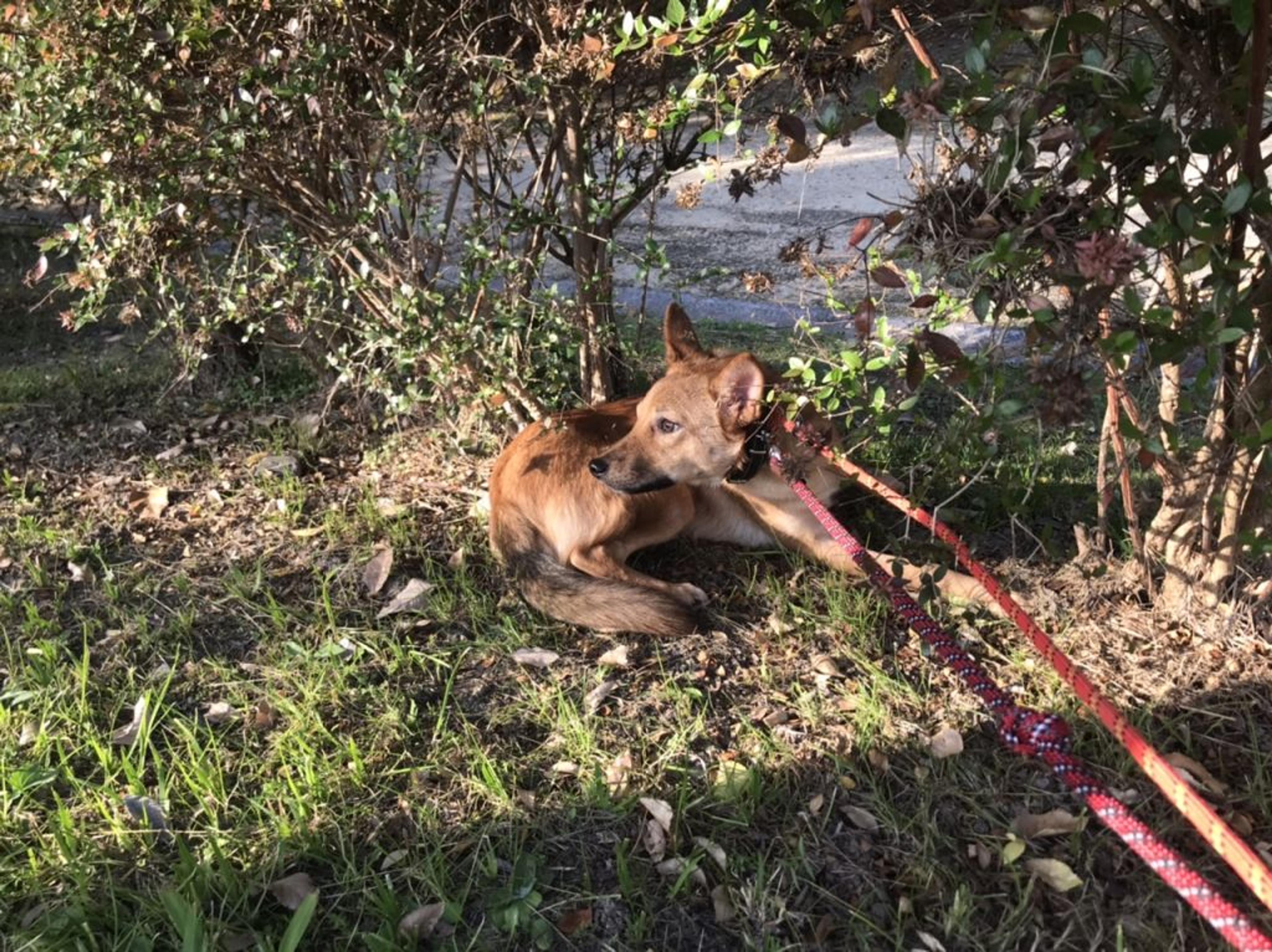 pet-image-2