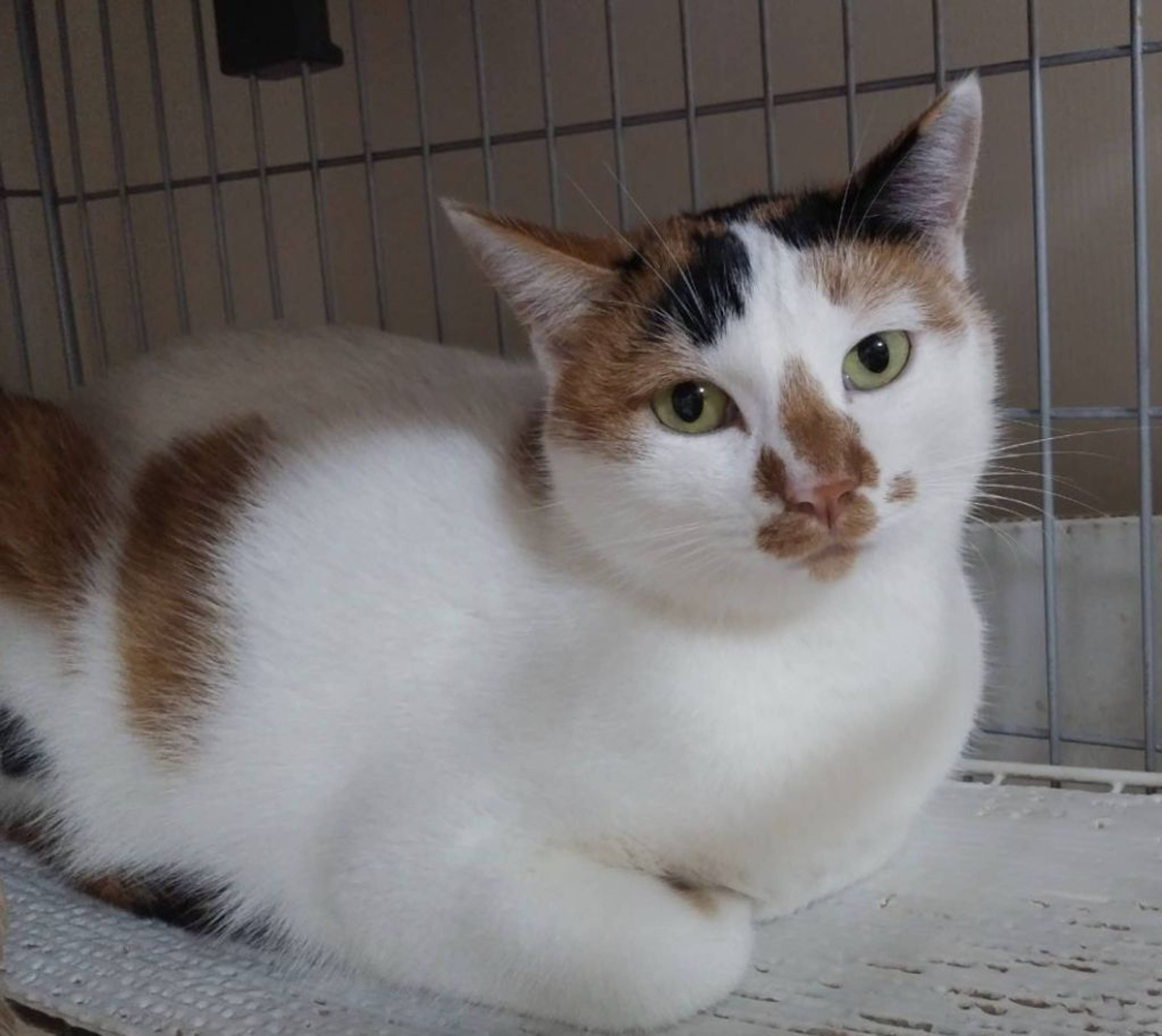 雑種（ミックス猫）・メスの里親募集の写真