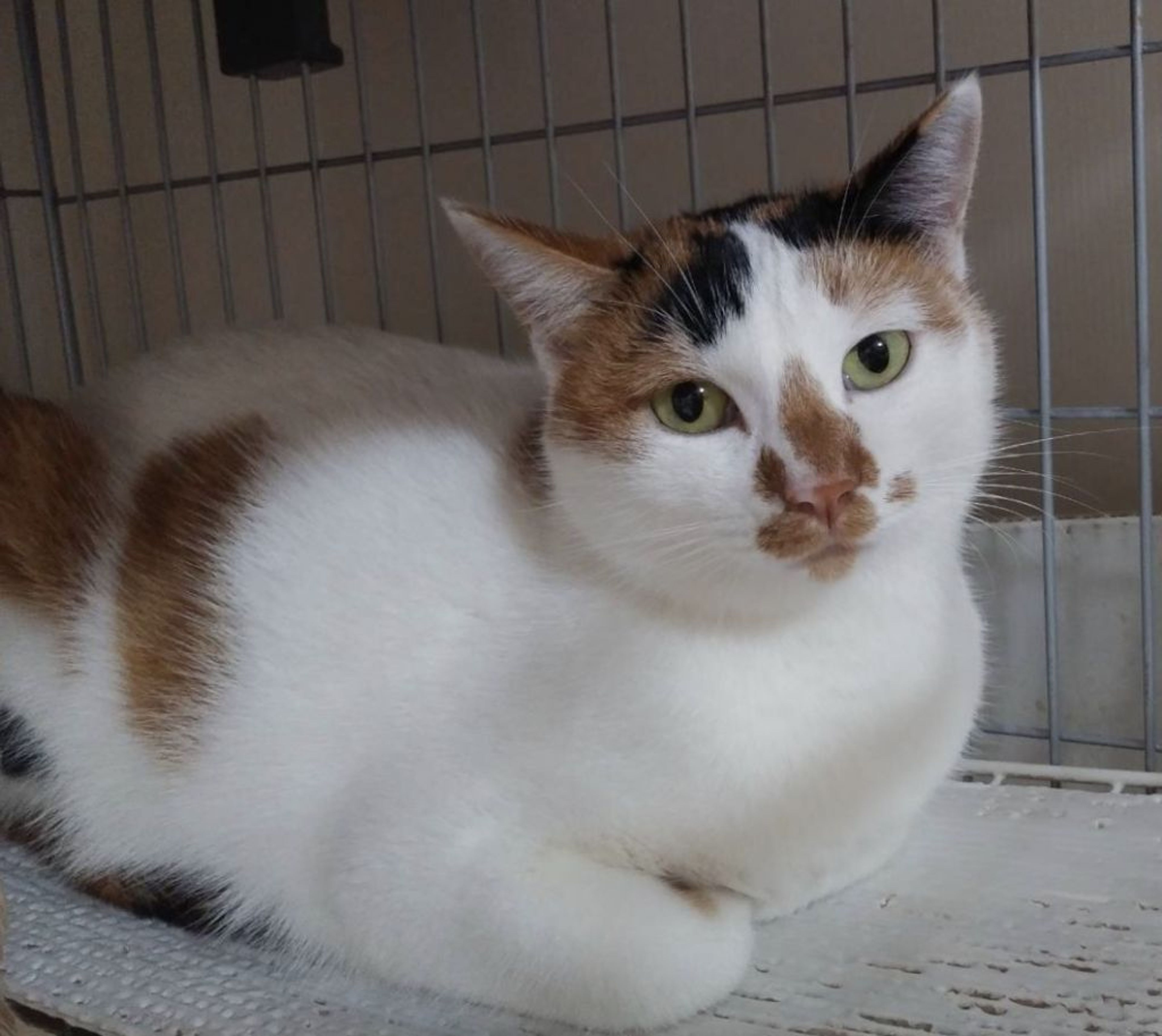 雑種（ミックス猫）・メスの里親募集の写真