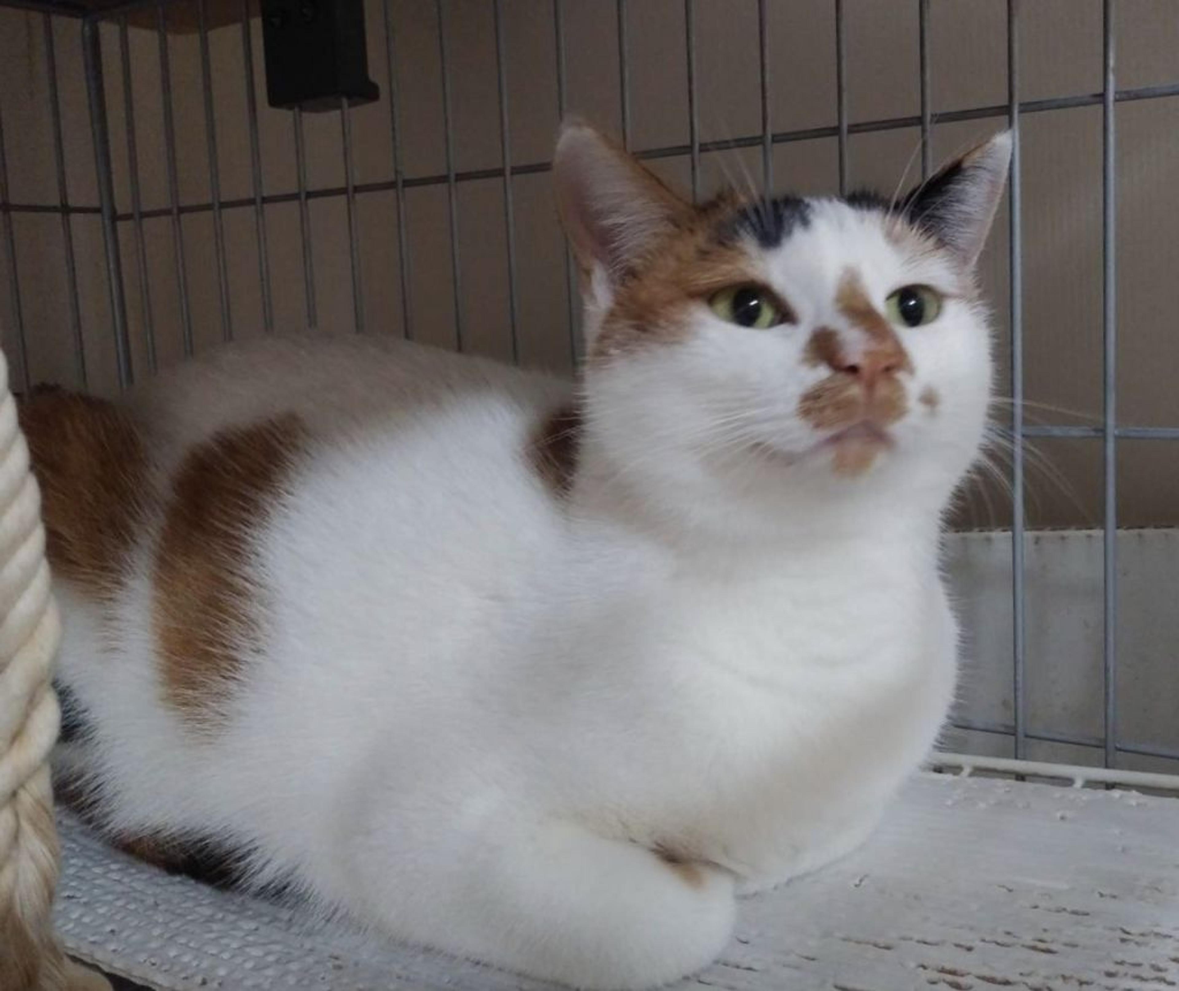 pet-image-2