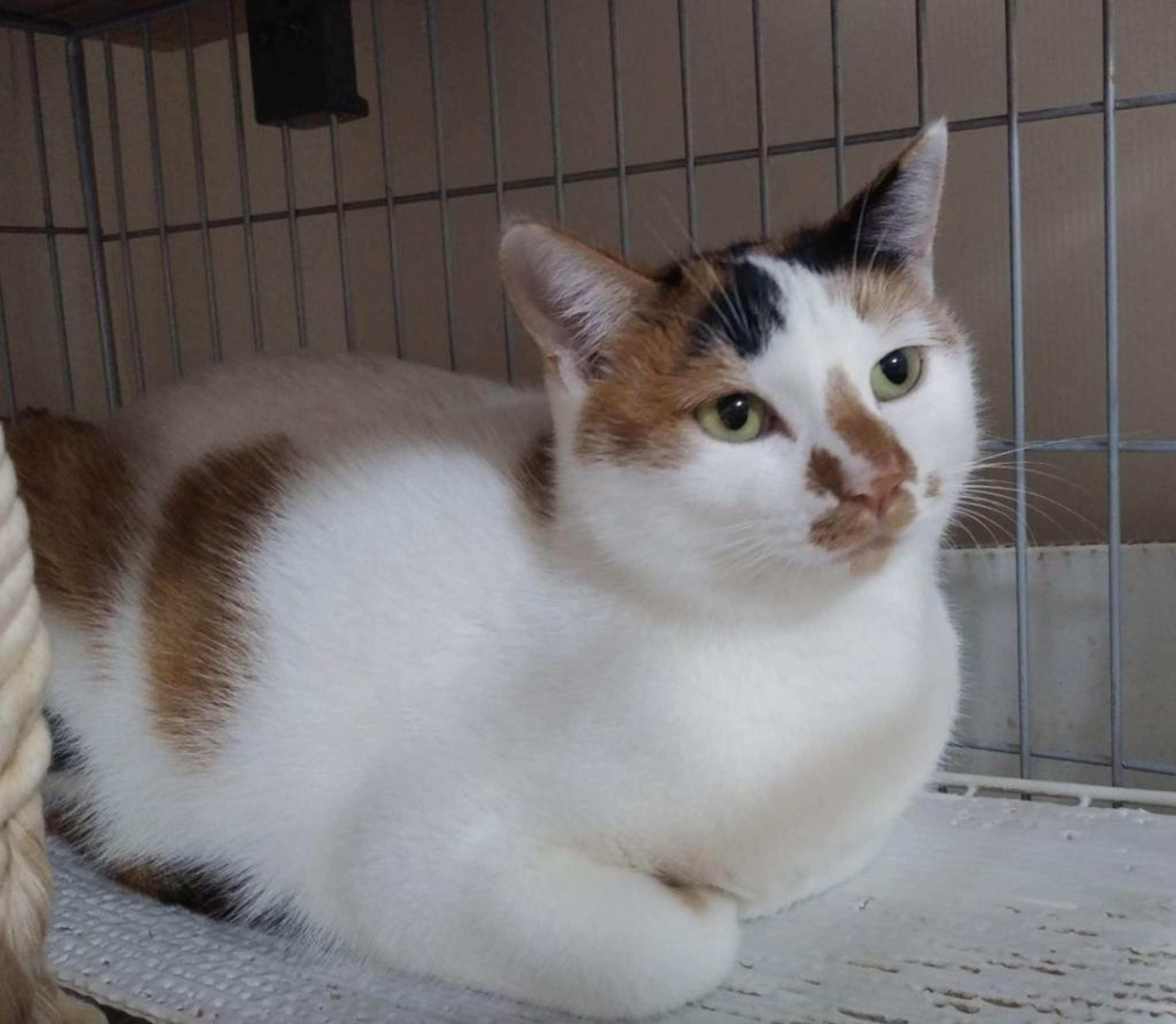 pet-image-3