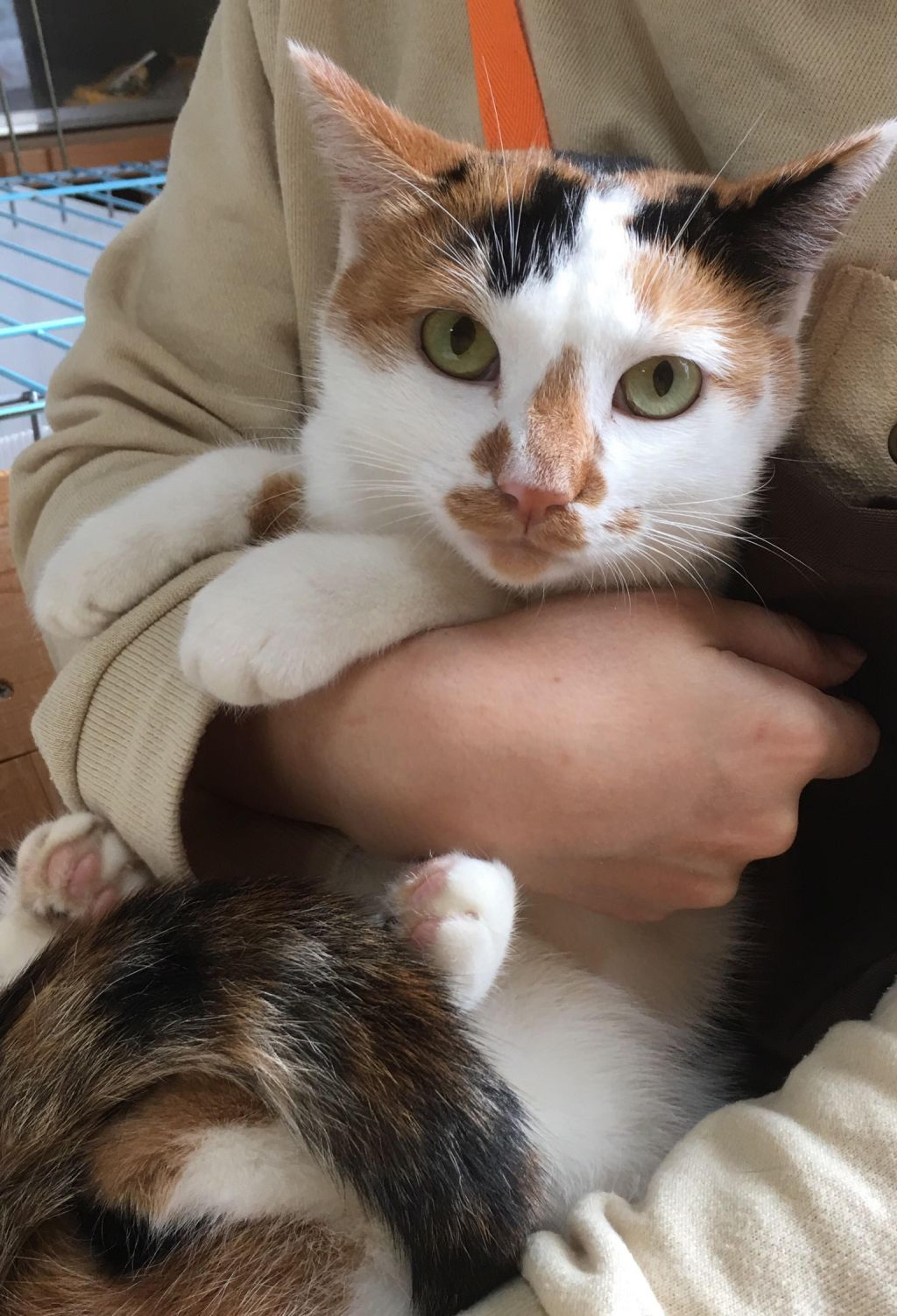 pet-image-5