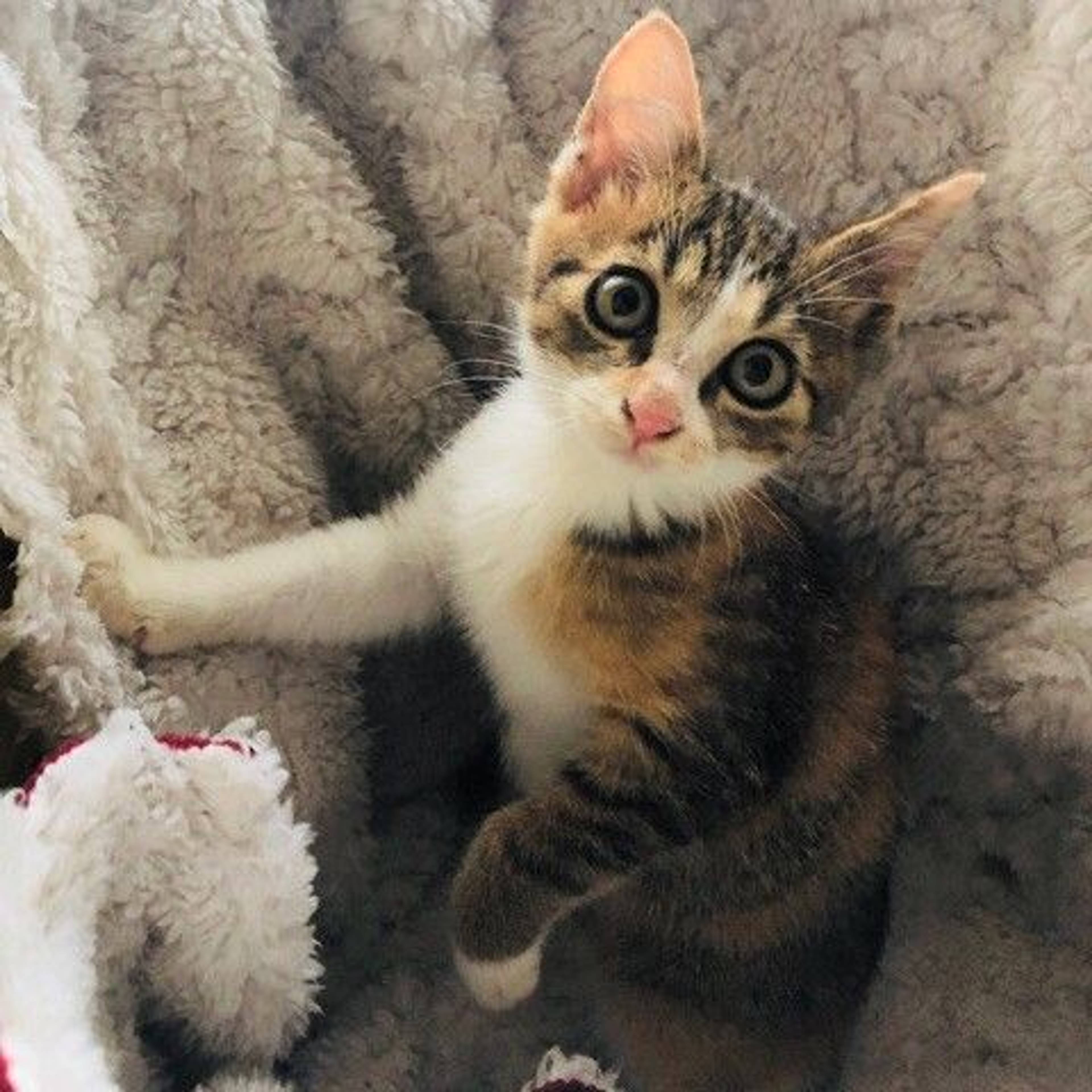 日本猫・メスの里親募集の写真