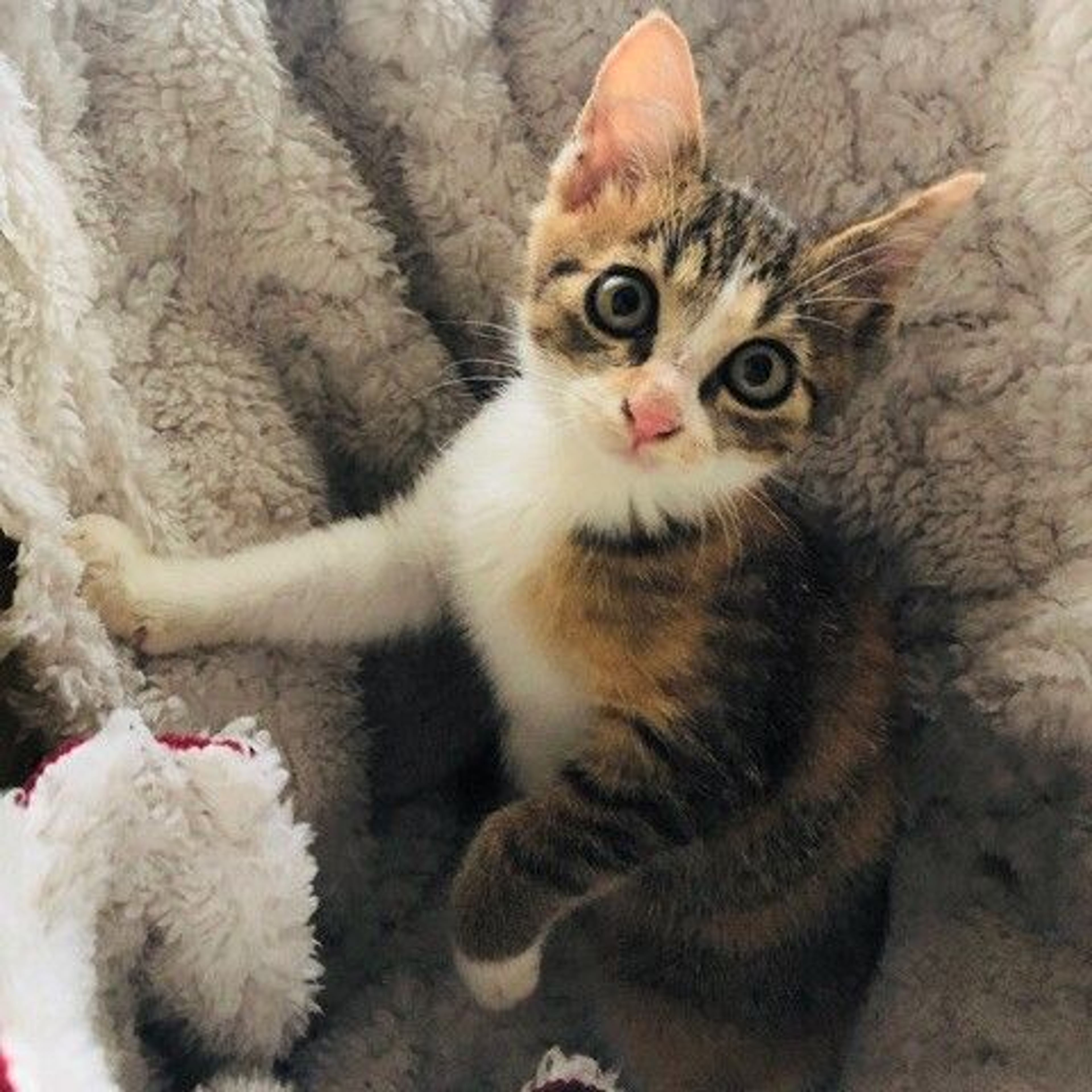 日本猫・メスの里親募集の写真
